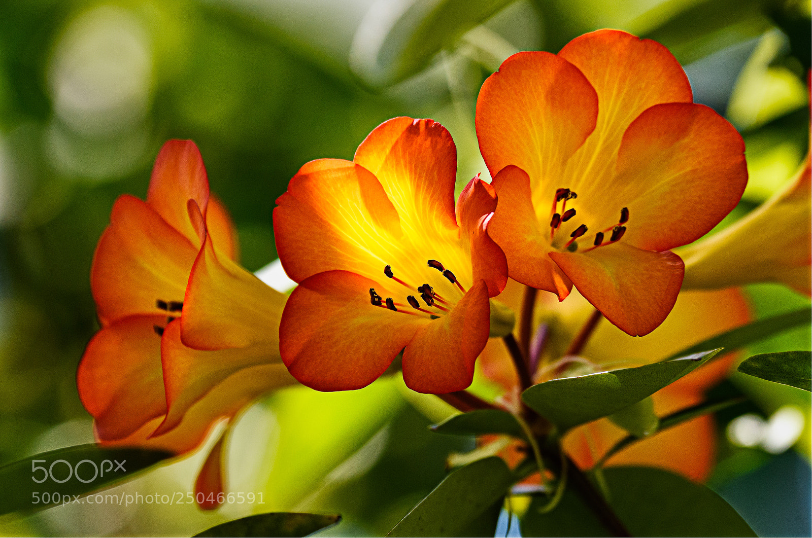 Nikon D810 sample photo. Spring blossoms photography