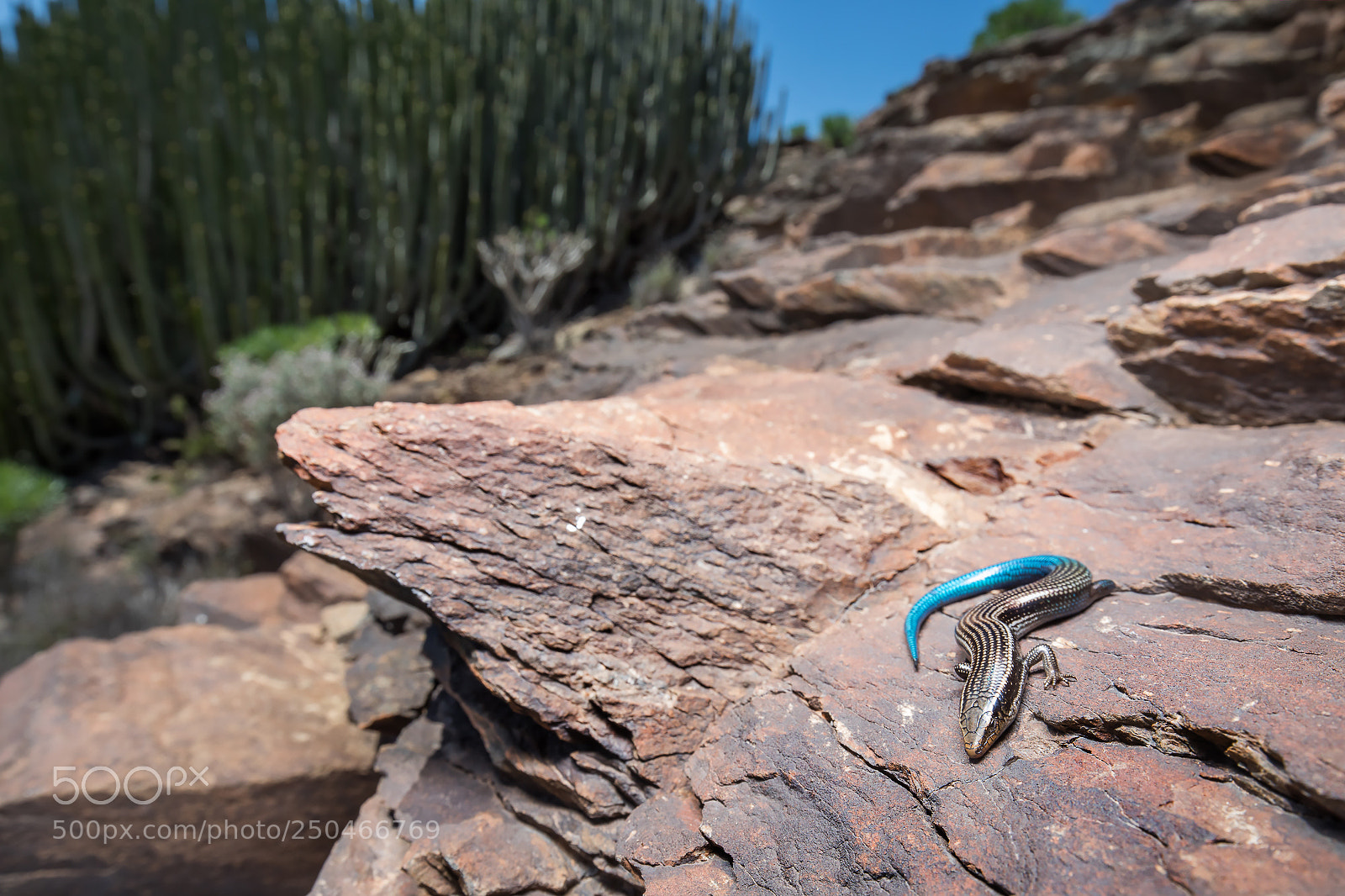 Canon EOS 5D Mark IV sample photo. Chalcides sexlineatus photography