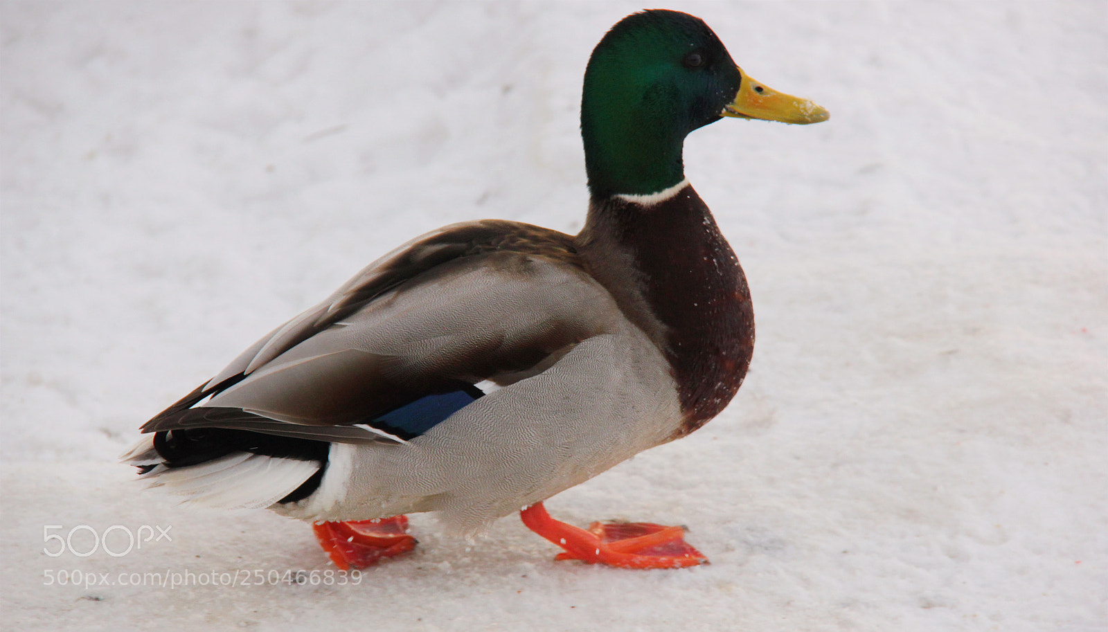 Canon EOS 550D (EOS Rebel T2i / EOS Kiss X4) sample photo. Lovely duck photography