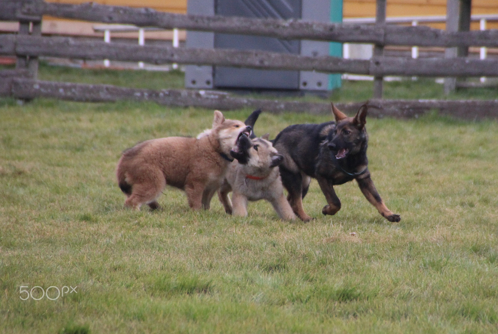 Canon EOS 600D (Rebel EOS T3i / EOS Kiss X5) sample photo. Play or fight photography
