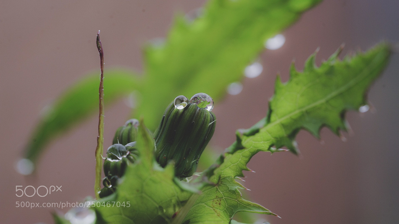 Sony a7R II sample photo. Morning dew. photography