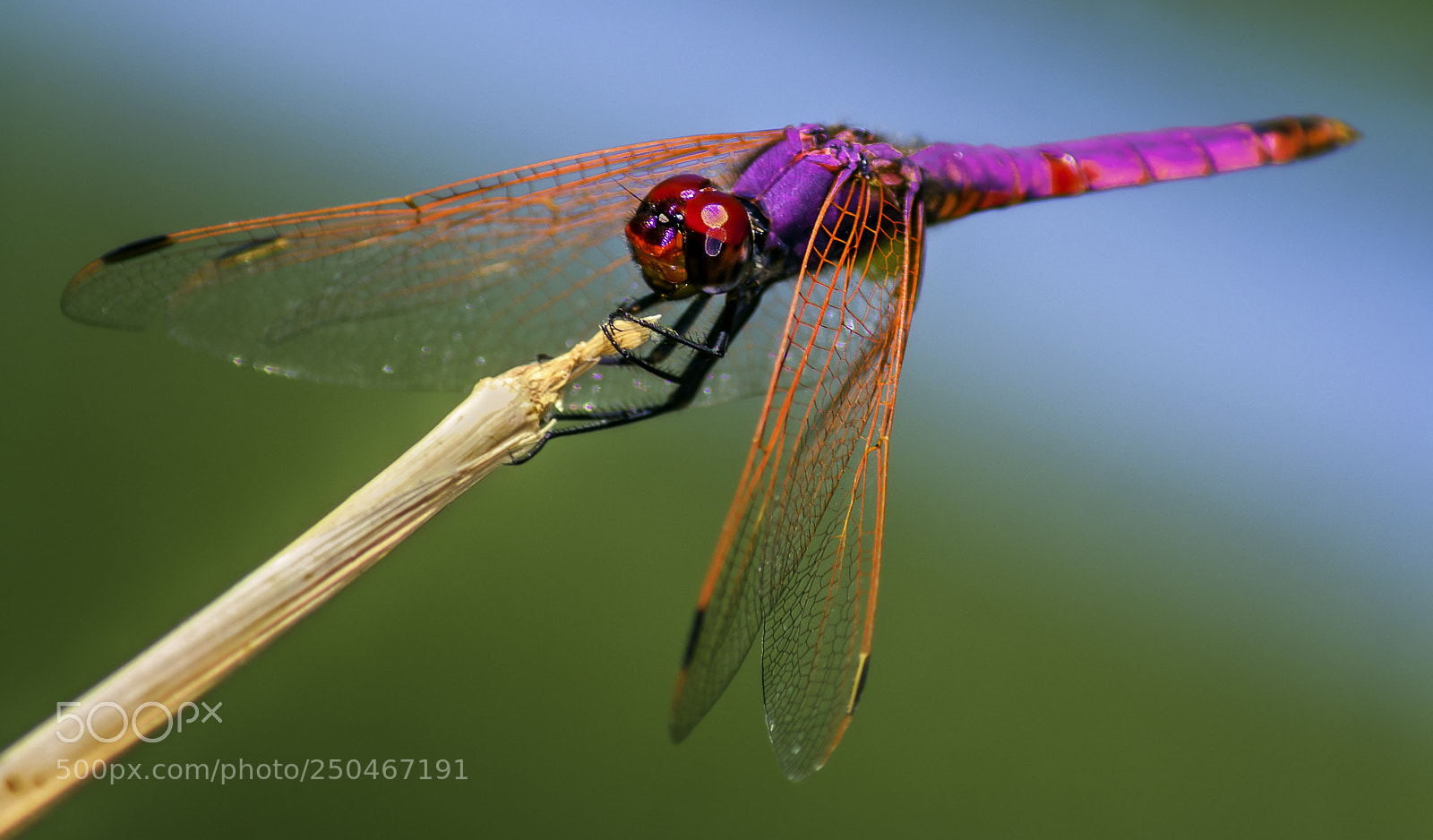 Nikon D7200 sample photo. Purple-blushed. photography