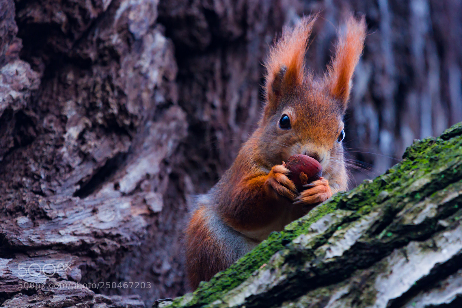 Canon EOS 600D (Rebel EOS T3i / EOS Kiss X5) sample photo. Squirrel with nut photography