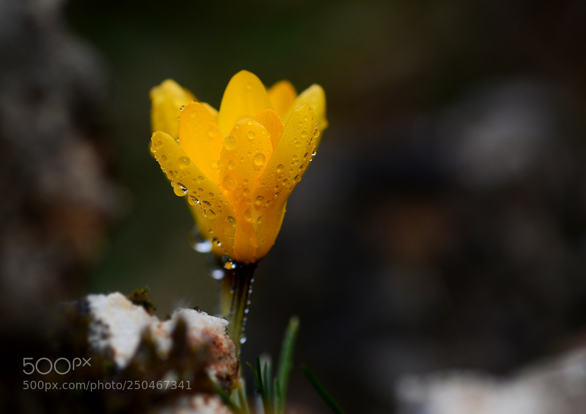 Nikon D7100 sample photo. Cigdem photography