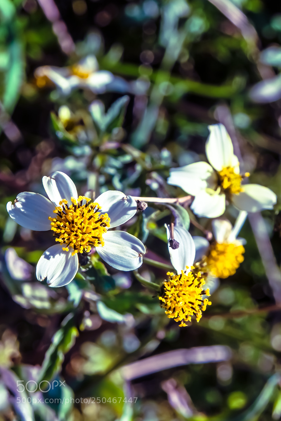 Samsung NX500 sample photo. Light of the spring photography