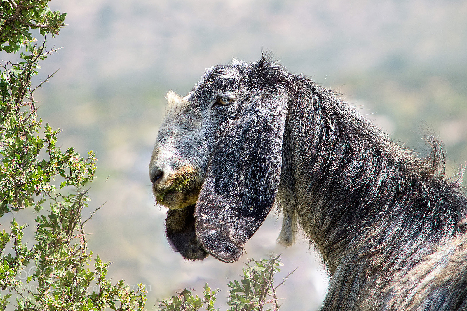 Nikon D500 sample photo. Grey goat photography