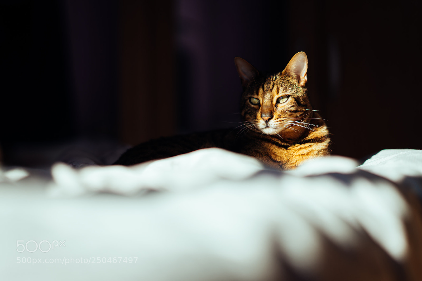 Sony a7R III sample photo. From the shadows photography