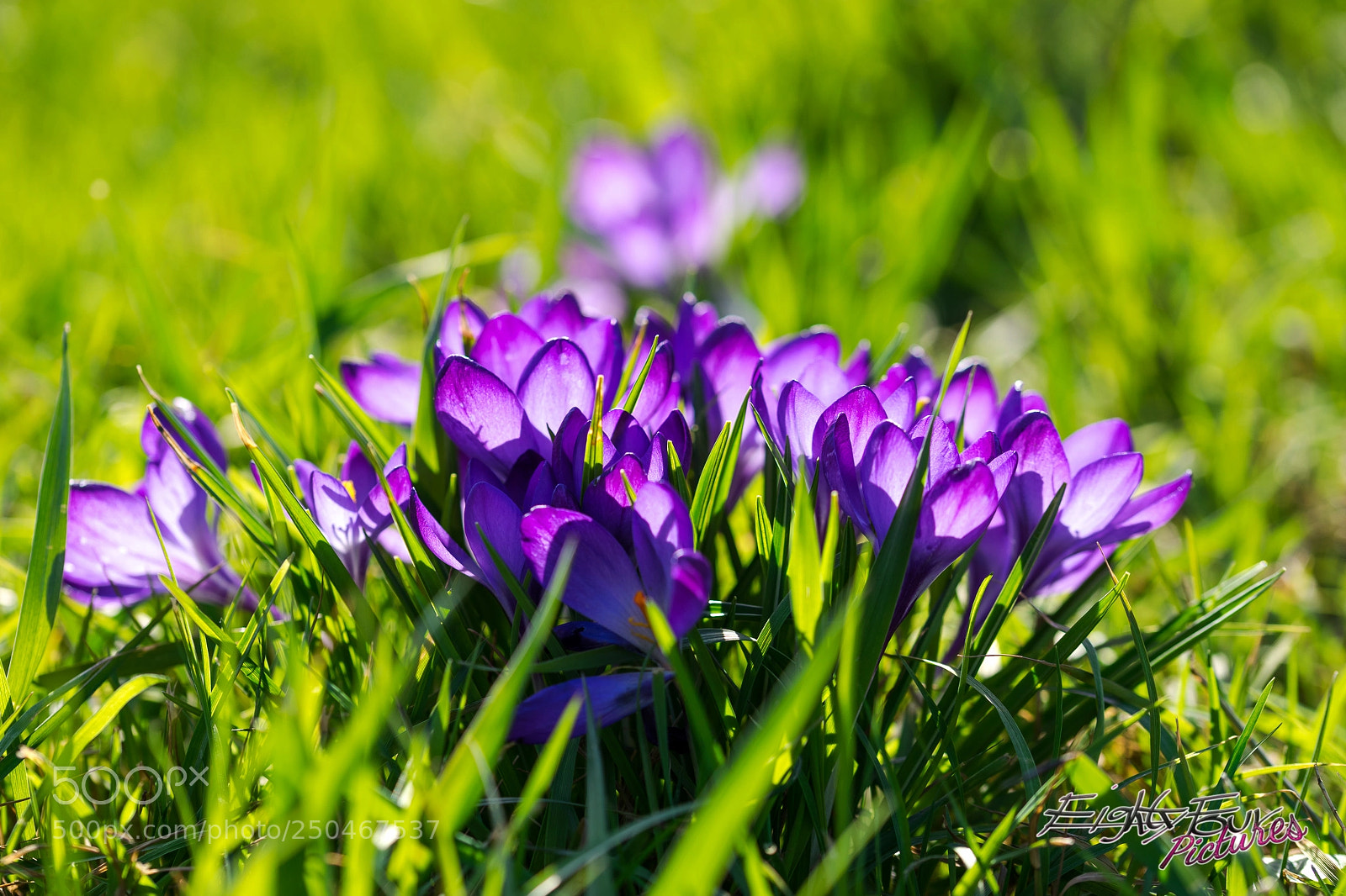 Sony a7 sample photo. Krokusse photography
