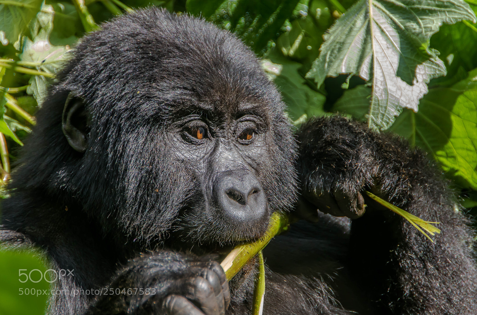 Canon EOS 760D (EOS Rebel T6s / EOS 8000D) sample photo. Mountain gorilla, uganda photography