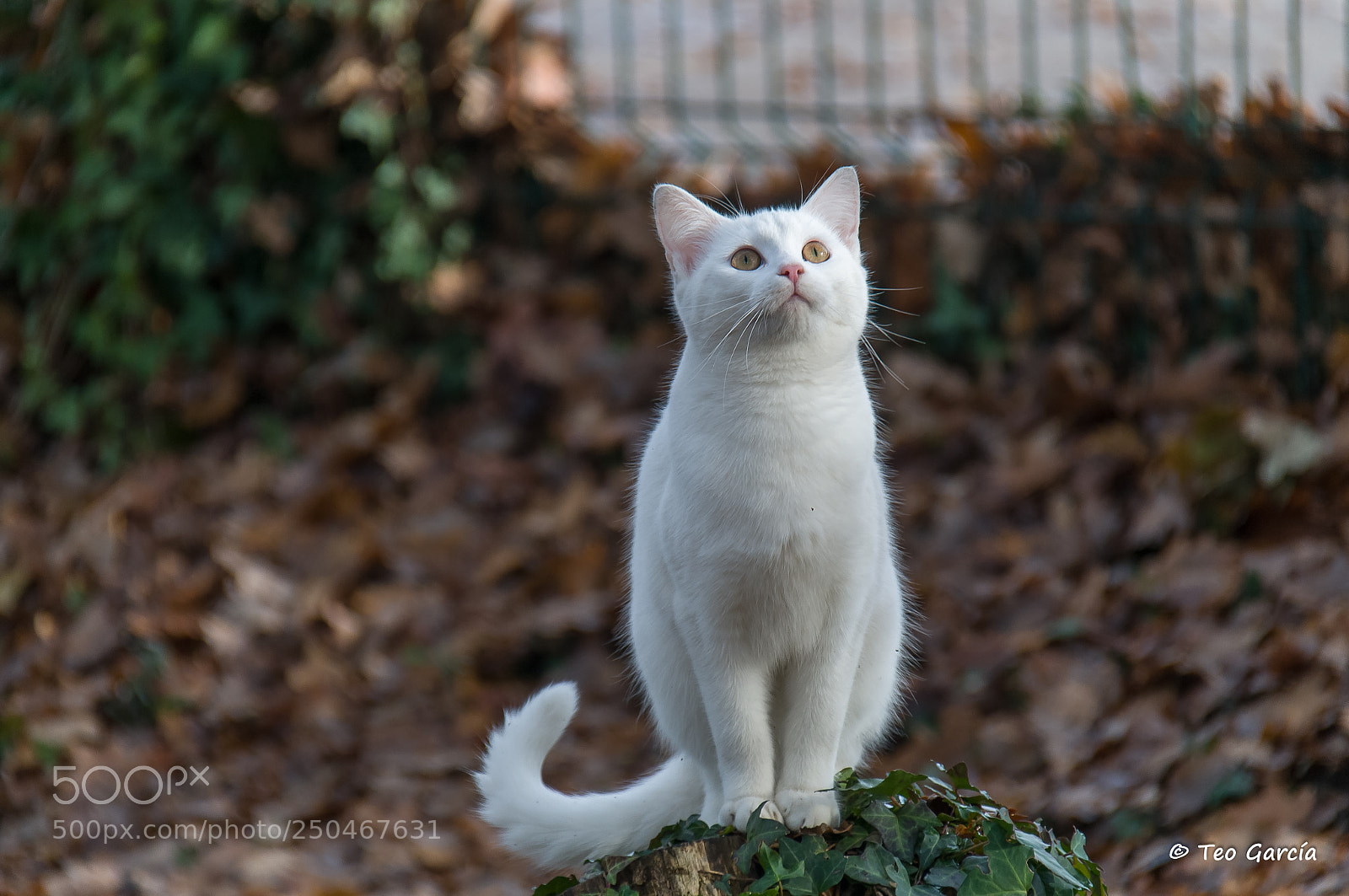 Nikon D300 sample photo. Por si bajas photography