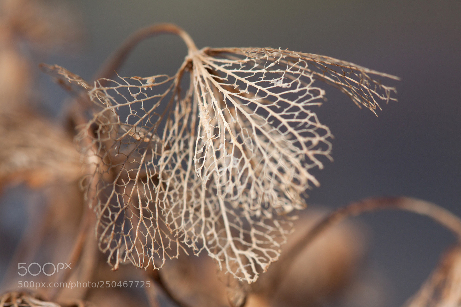 Canon EOS 50D sample photo. Dentelle (lacework) photography