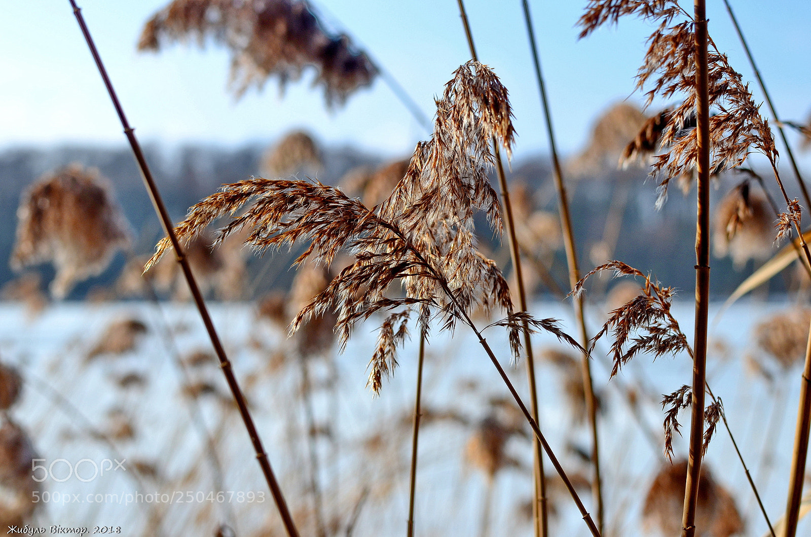 Nikon D5100 + Nikon AF-S DX Nikkor 35mm F1.8G sample photo. В ожидании весны photography