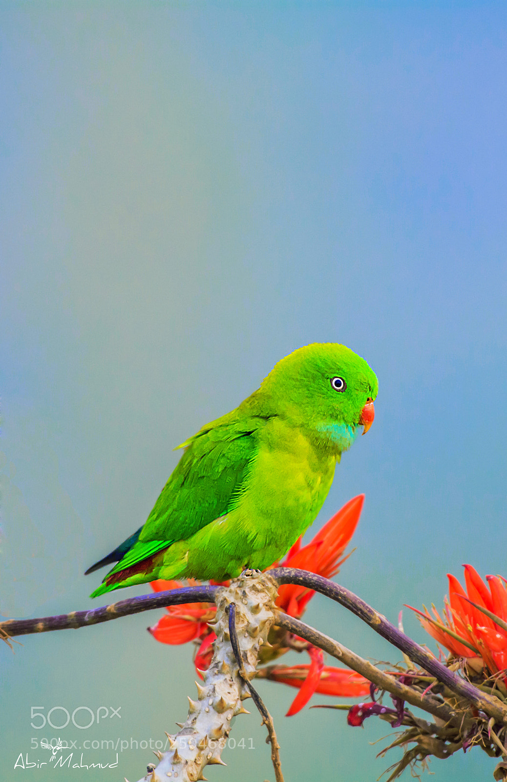Nikon D7100 sample photo. :: vernal hanging parrot /  বাসন্তী লটকন টিয়া  :: photography