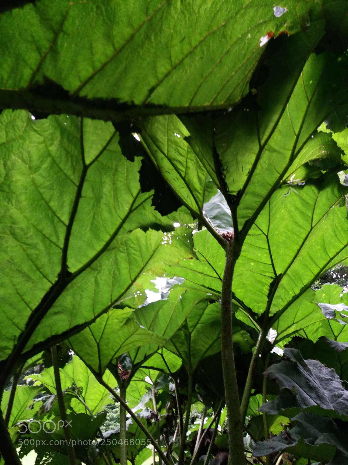 Samsung Galaxy J5(2016) sample photo. Jungle photography