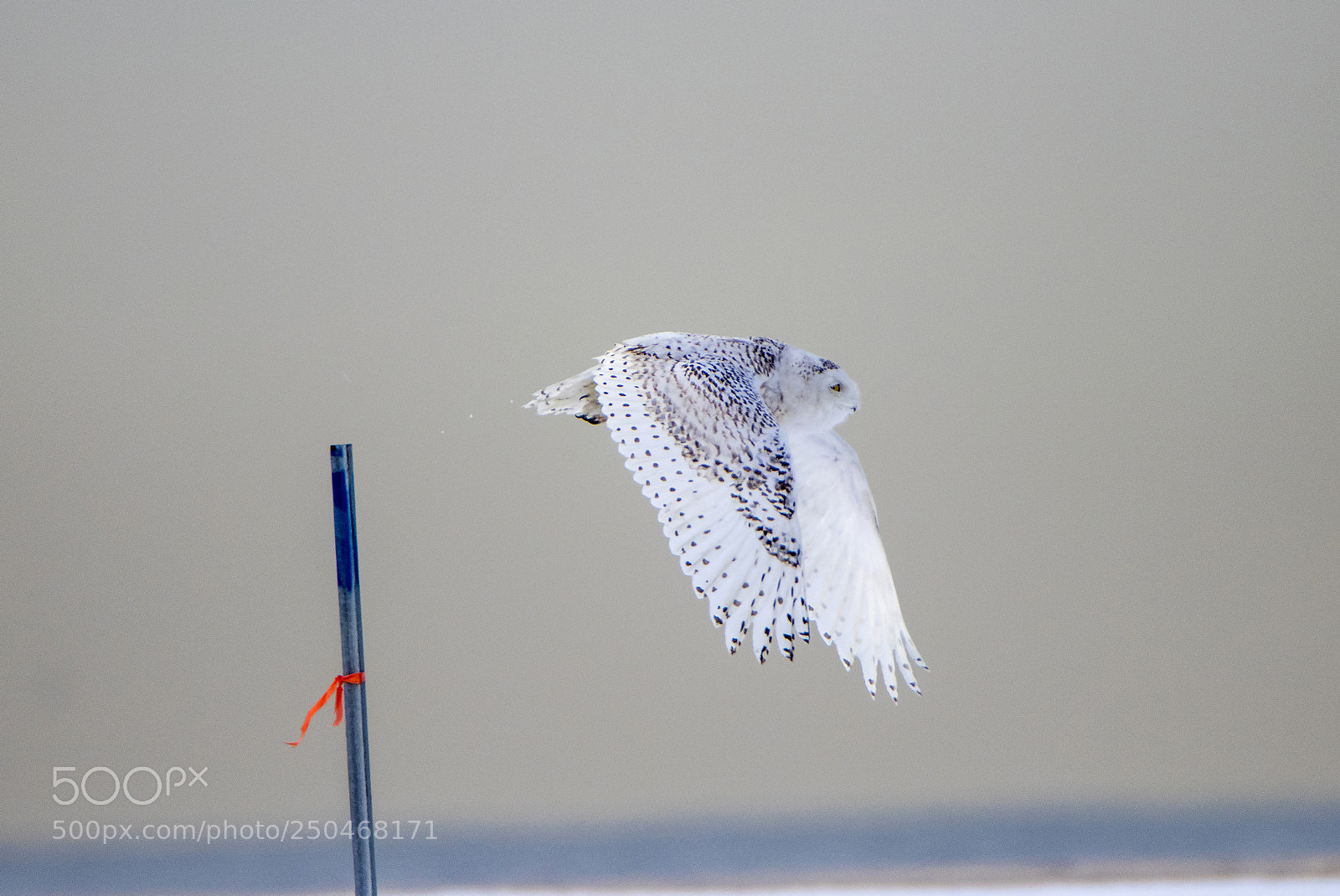 Canon EOS 80D sample photo. Snowy owl bounds from photography
