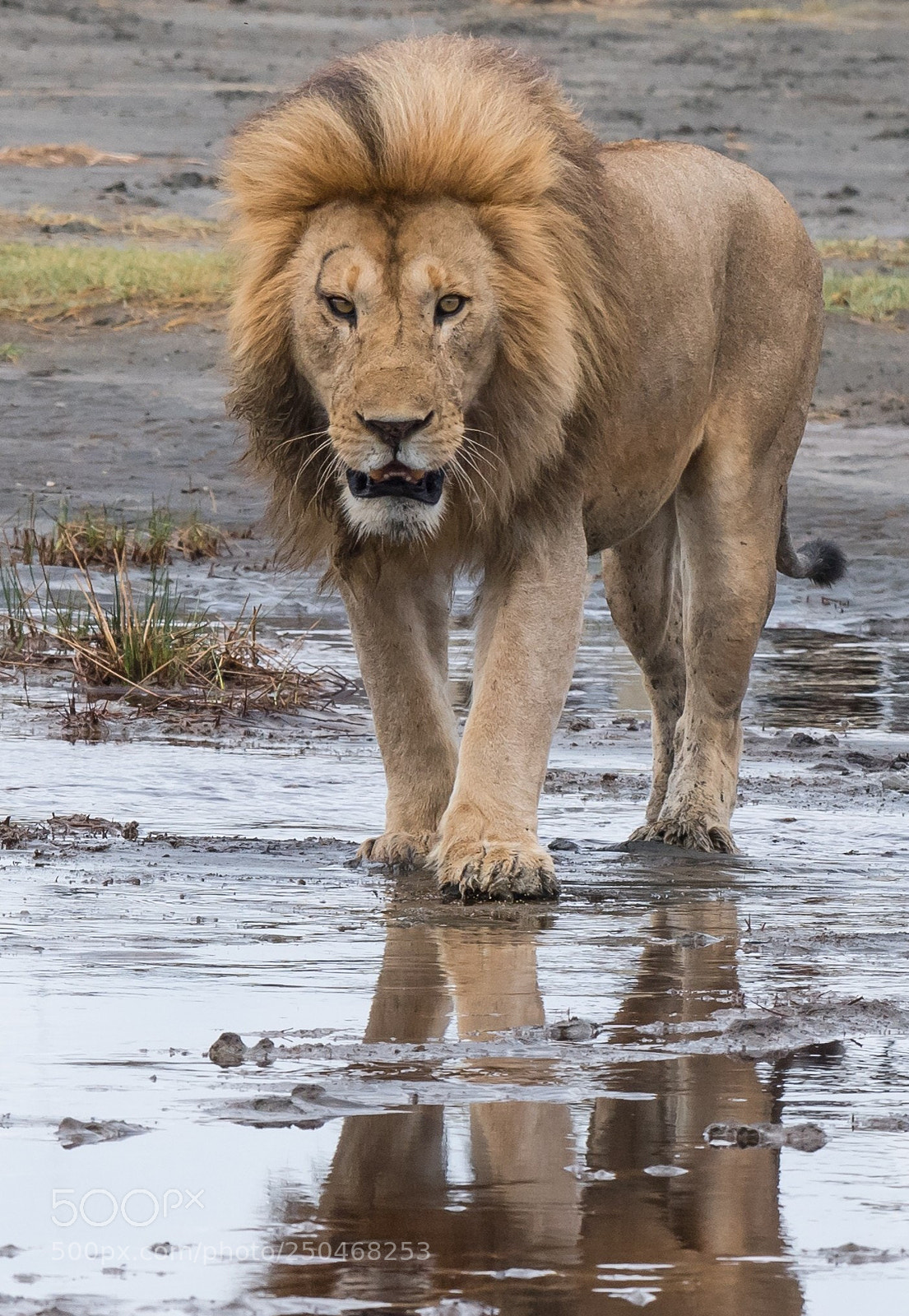 Nikon D5 sample photo. Big one, tanzania photography