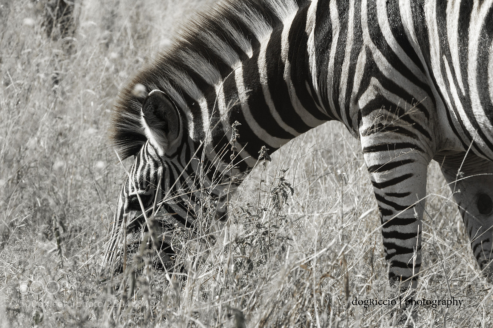 Canon EOS 1300D (EOS Rebel T6 / EOS Kiss X80) sample photo. Zebra photography