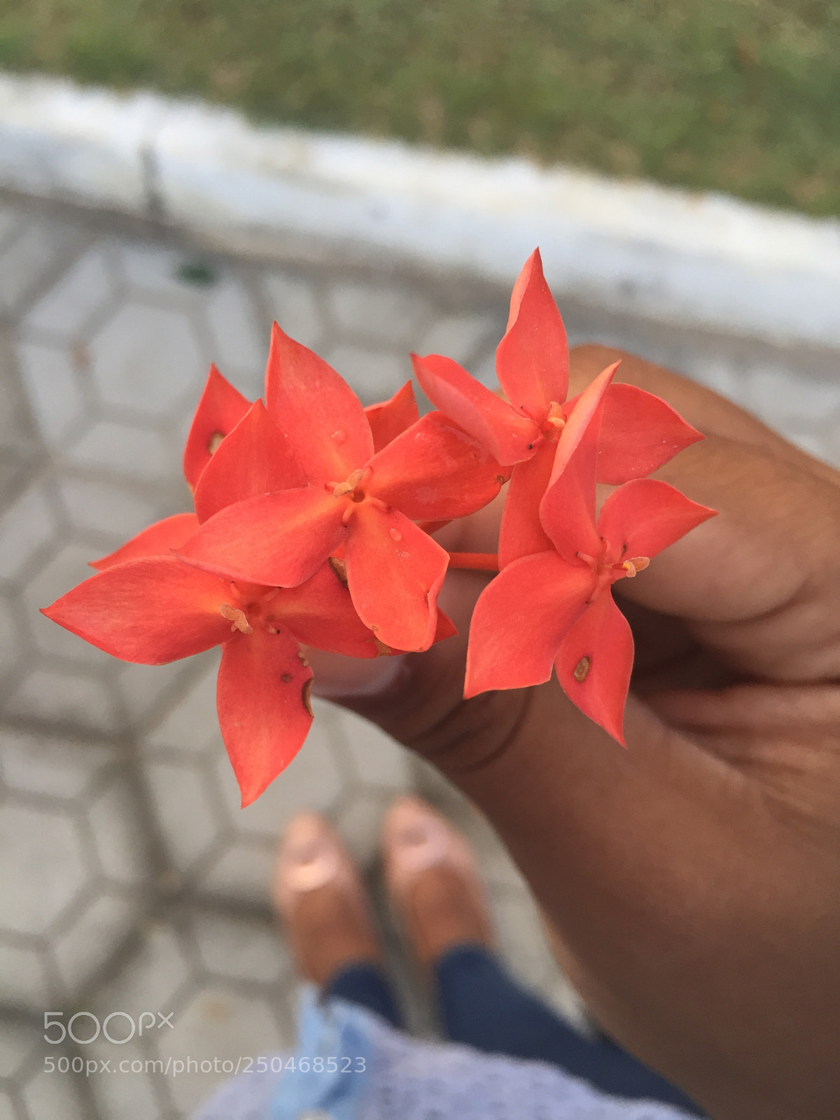Apple iPhone 6 sample photo. Laranja ❤️? photography