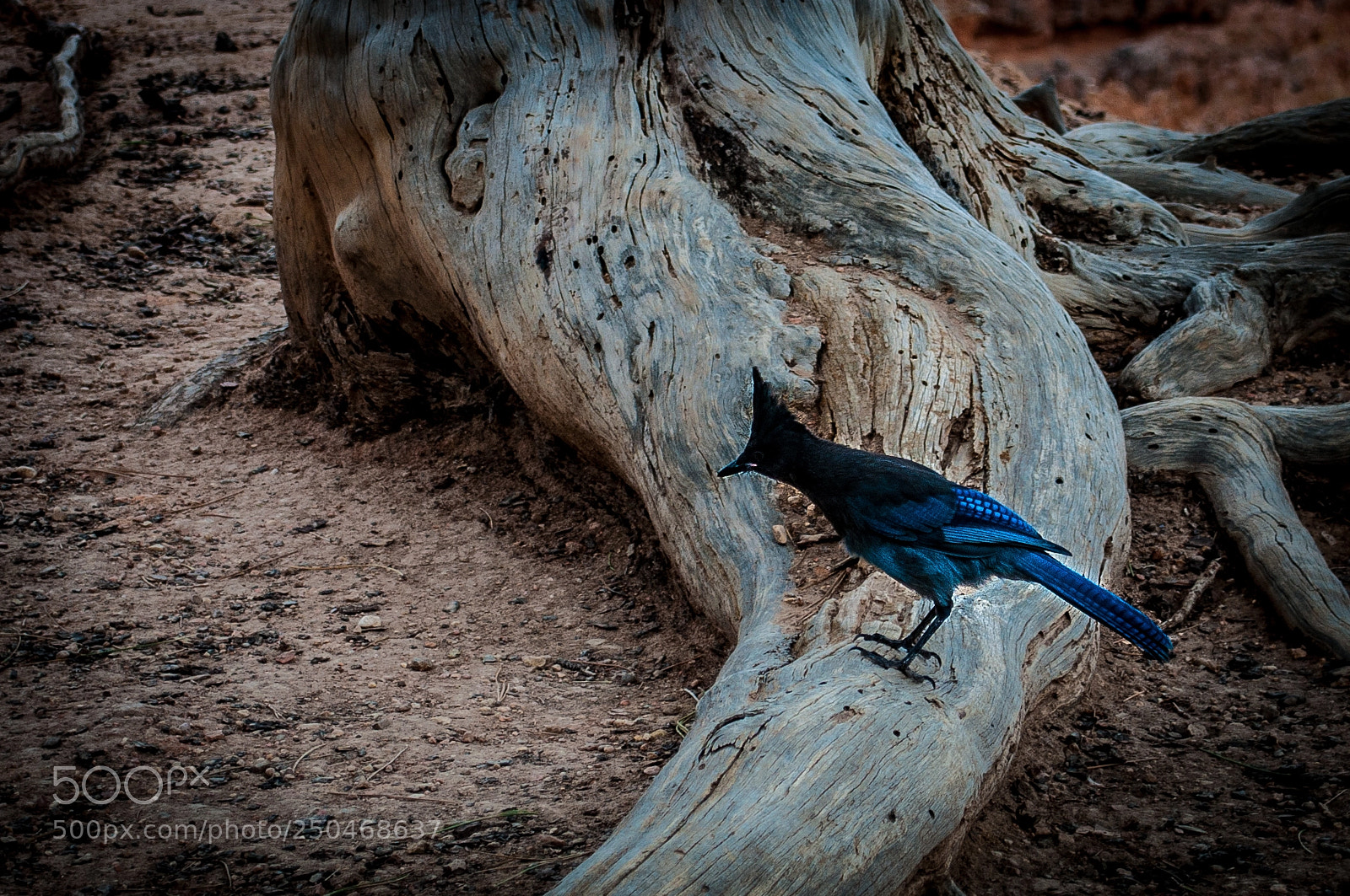 Nikon D5000 sample photo. Bird in bryce canyon photography