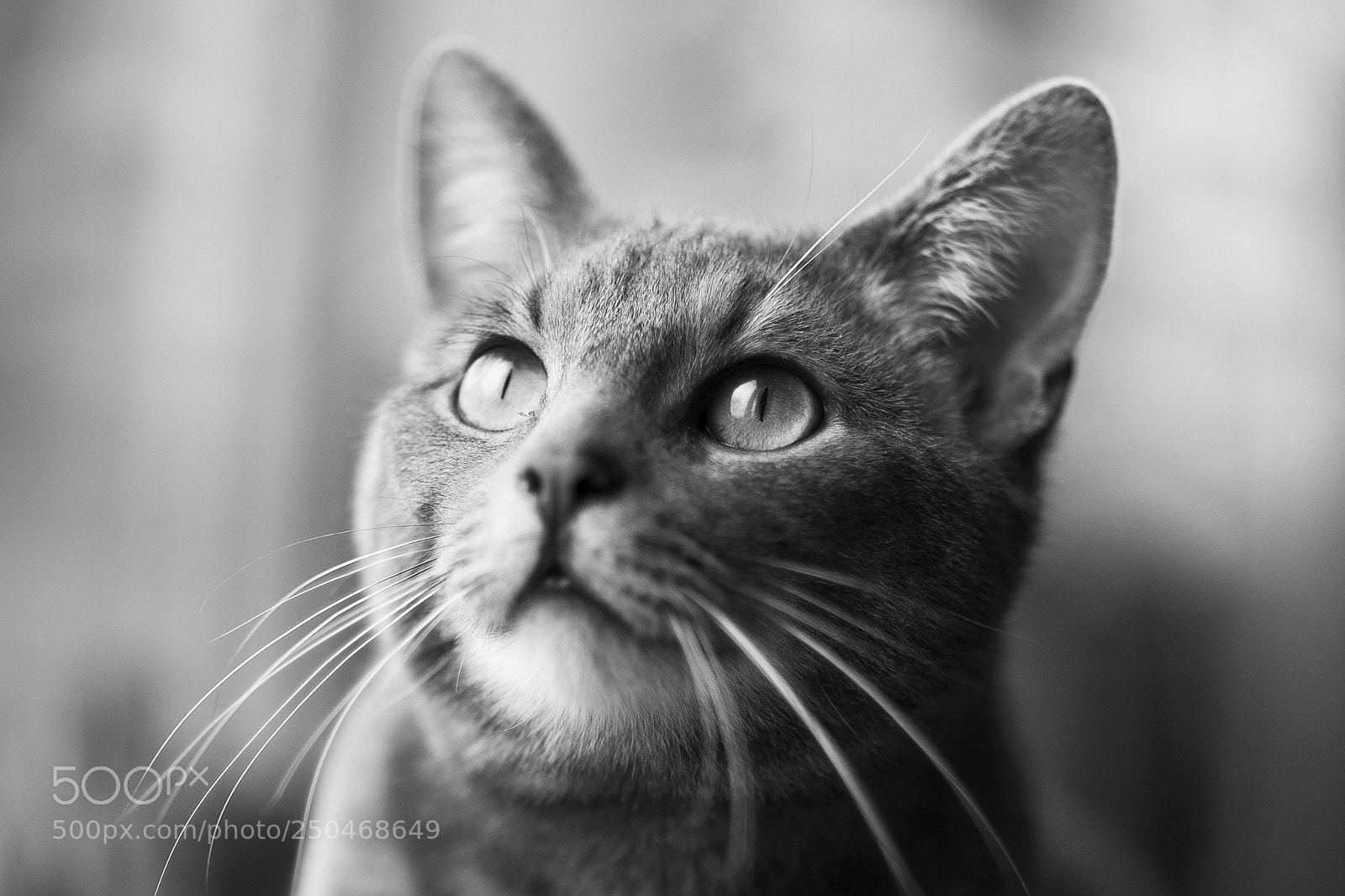 Canon EOS 5D Mark II sample photo. Gillermo photography