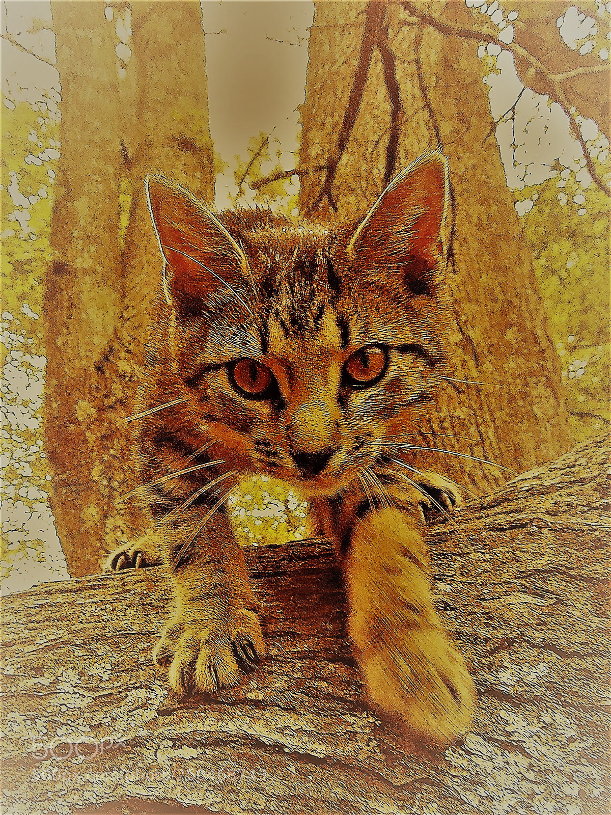 Samsung WB1100F/WB1101F/WB1102F sample photo. Cute cat photography