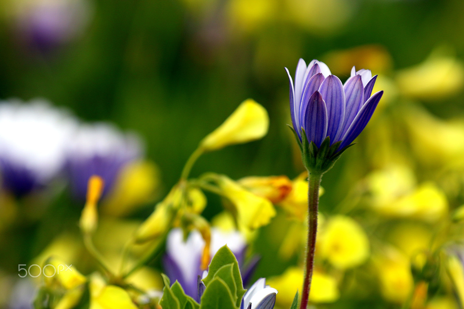 Canon EOS 7D Mark II sample photo. Spring colors photography