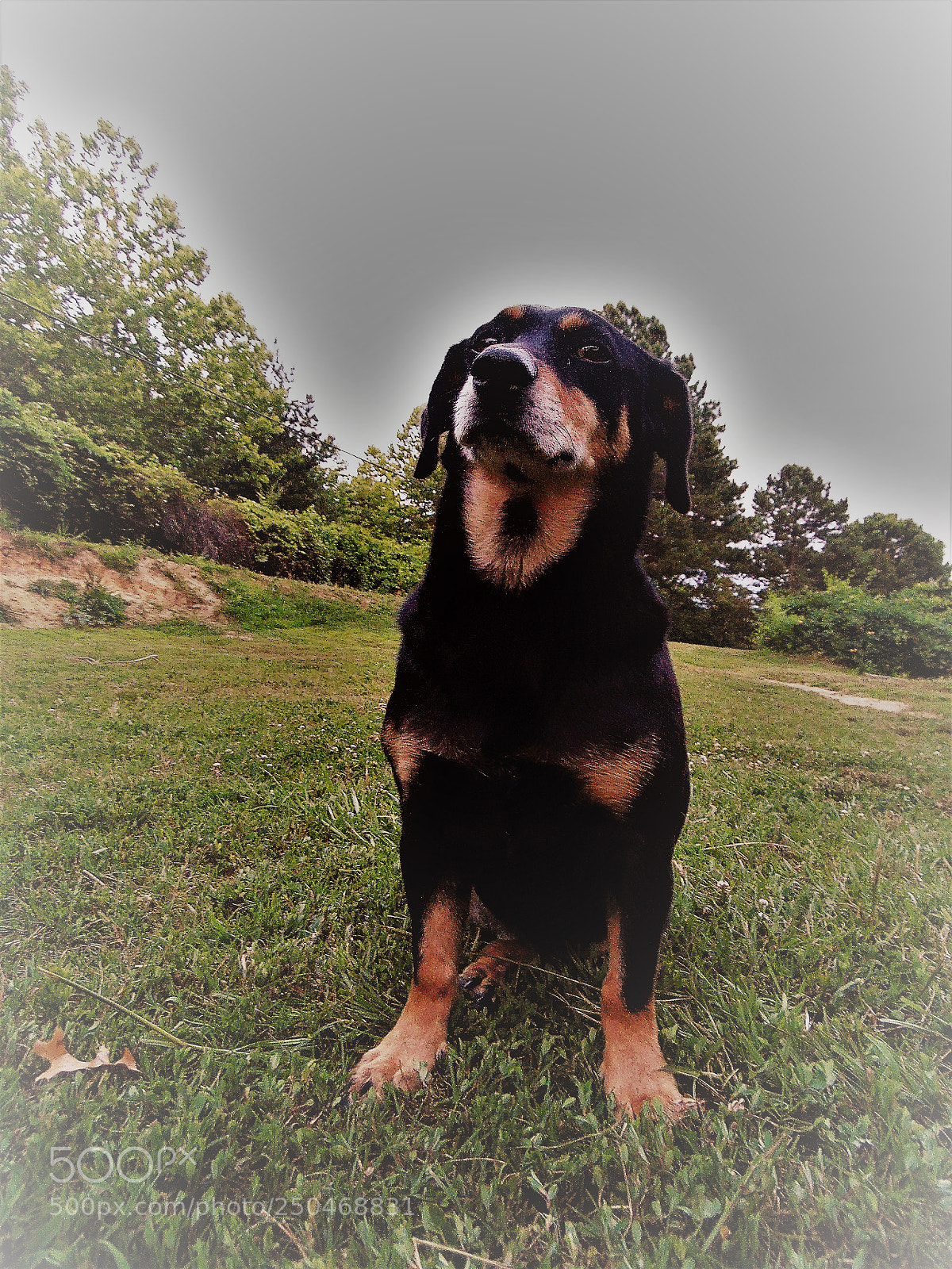 Samsung WB1100F/WB1101F/WB1102F sample photo. Dog photography