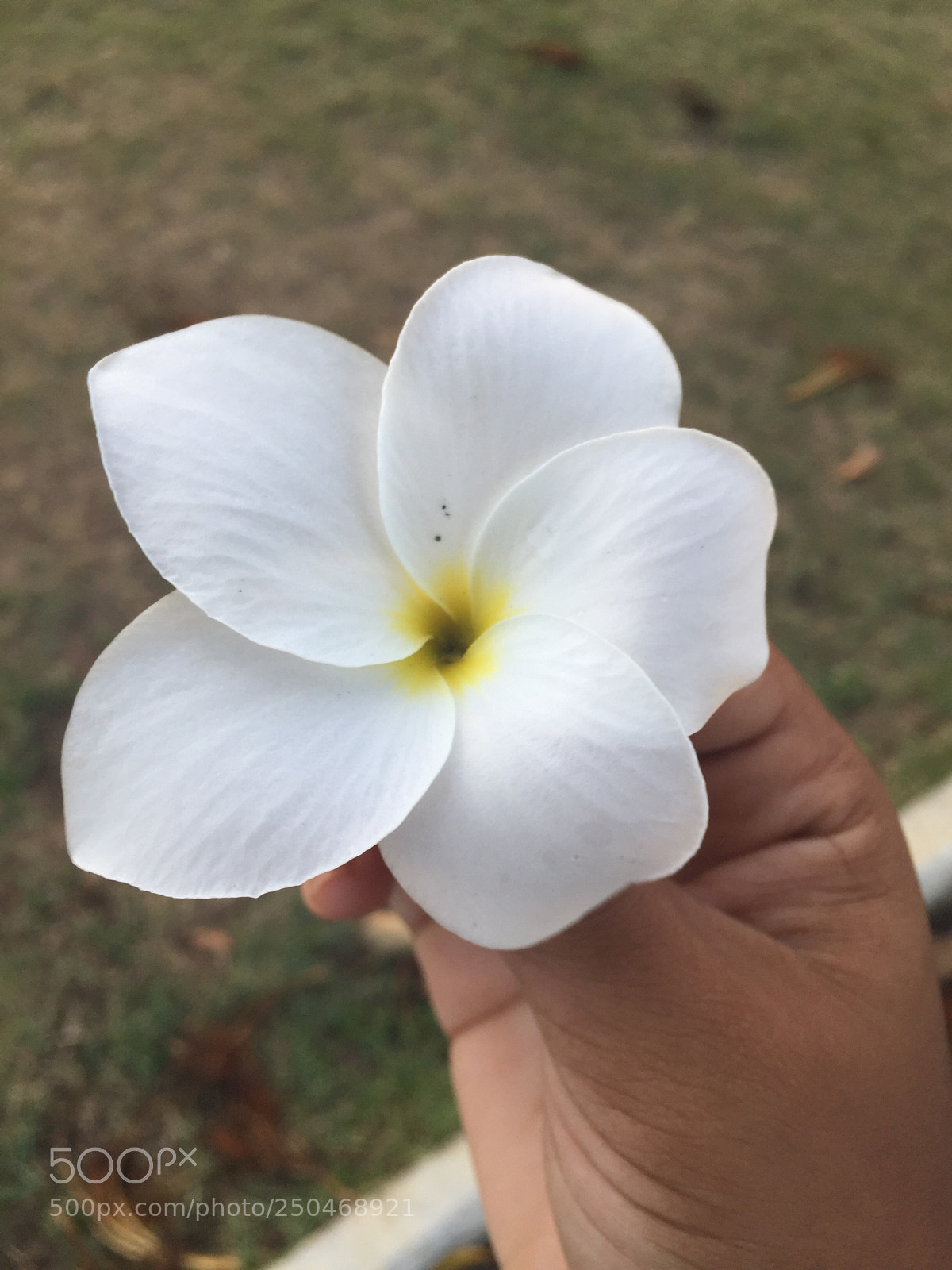 Apple iPhone 6 sample photo. Linda  ?❤️ photography