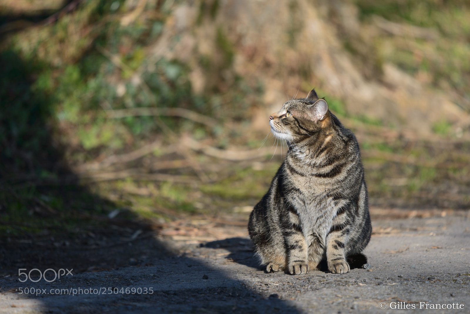 Nikon D800 sample photo. My cat photography