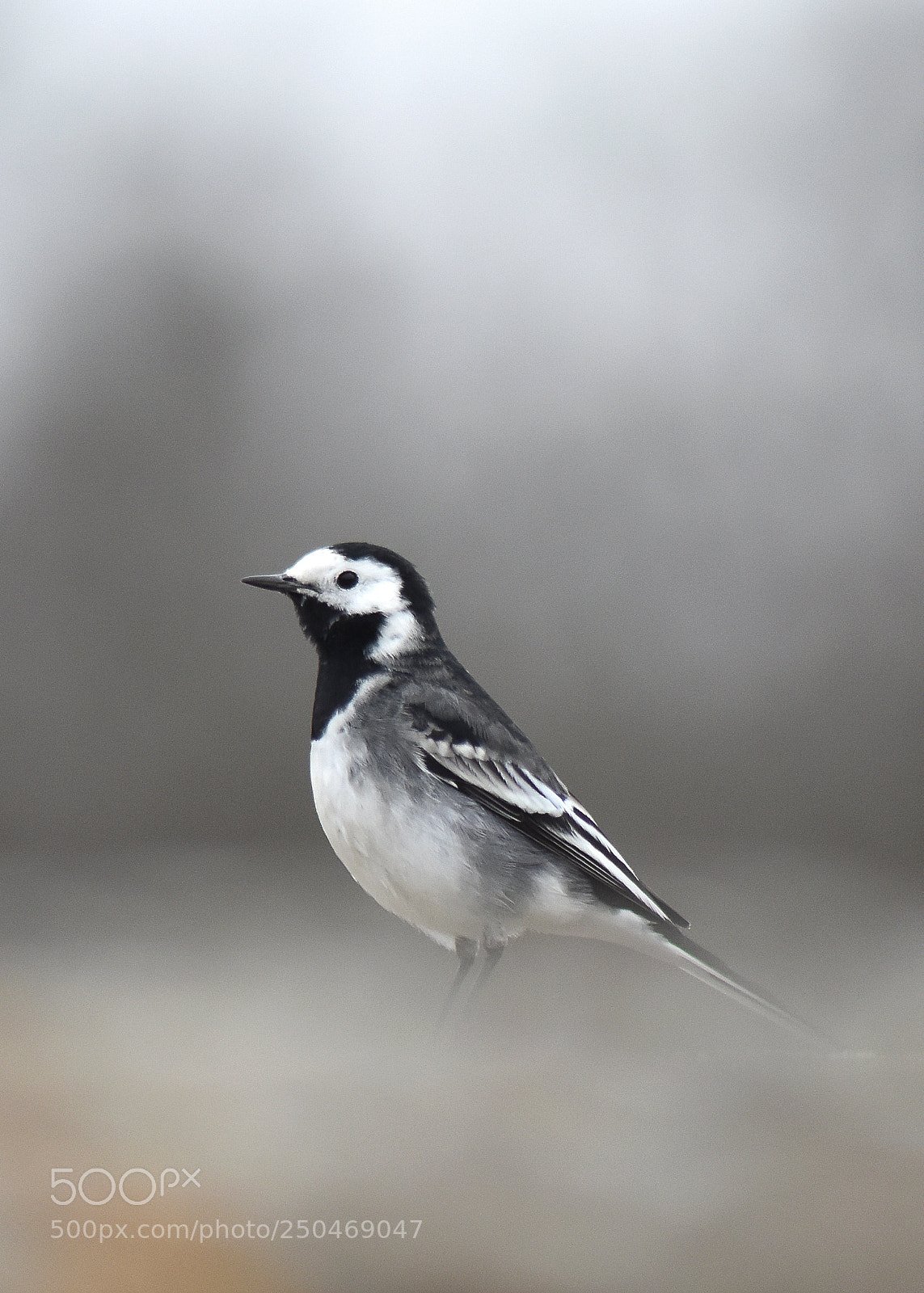 Nikon D5600 sample photo. Bird portrait photography