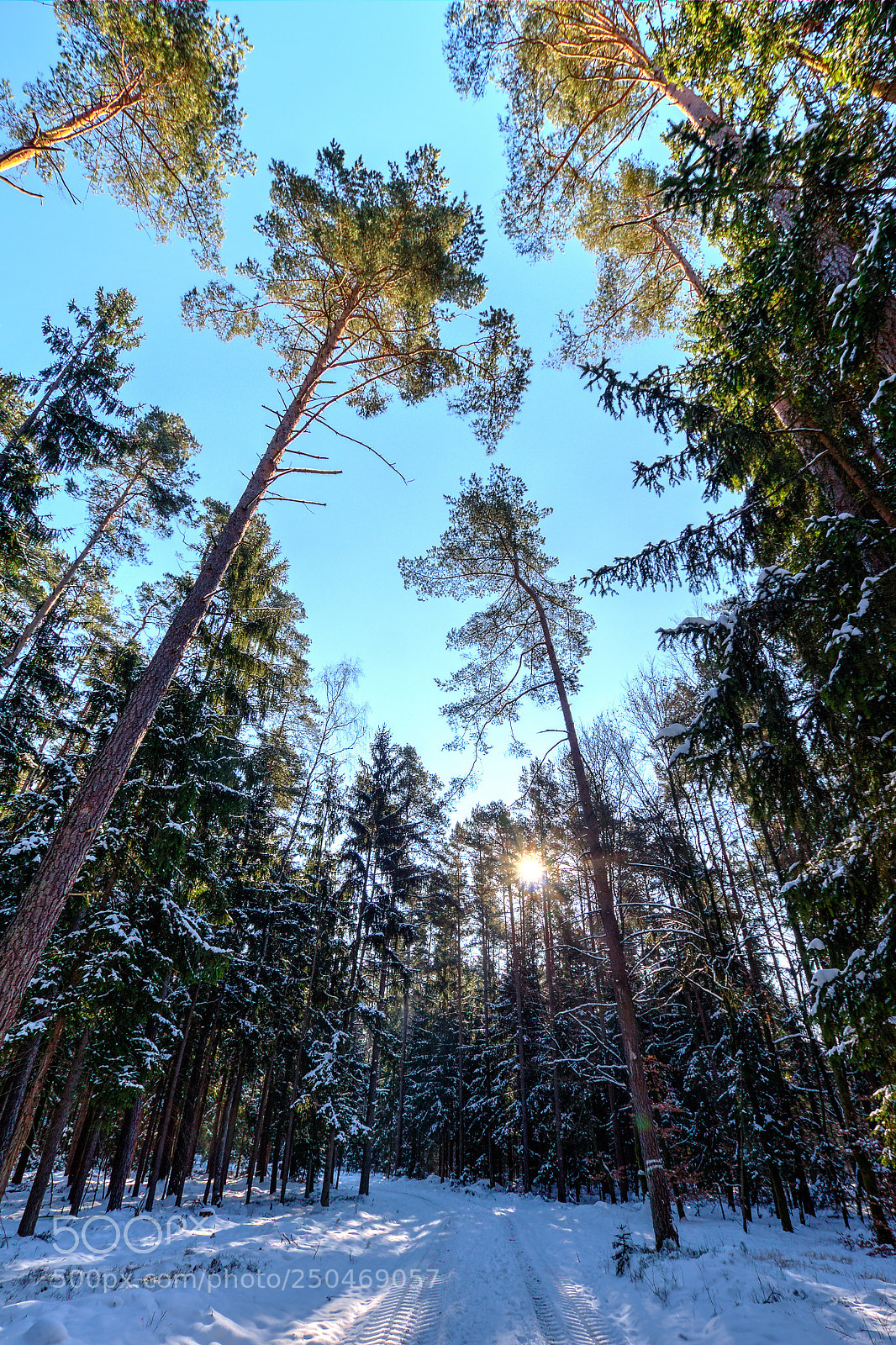 Canon EOS 60D sample photo. Winter forrest photography