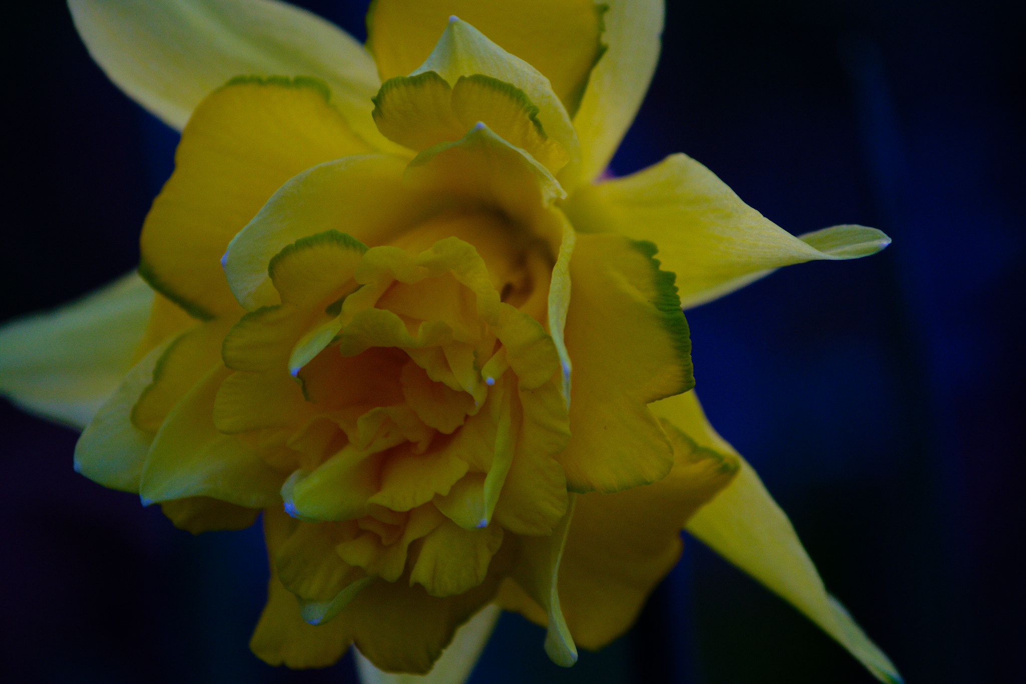 Canon EF-S 55-250mm F4-5.6 IS II sample photo. Daffodil photography