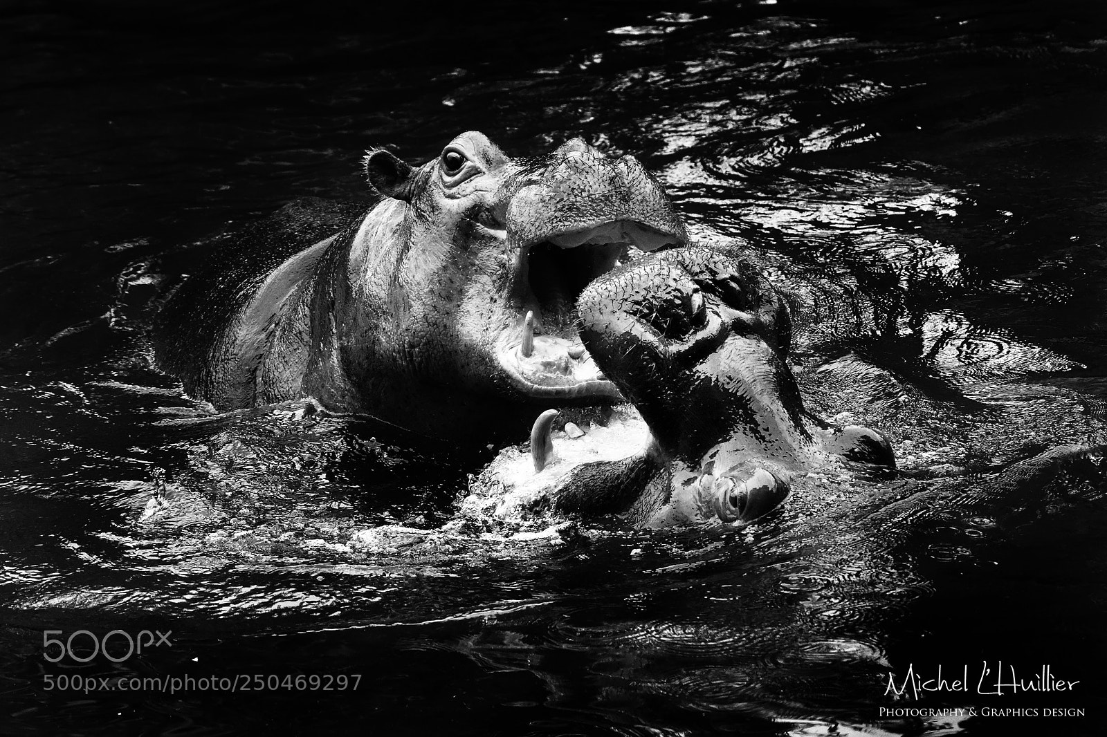 Nikon D810 sample photo. Hippoes photography