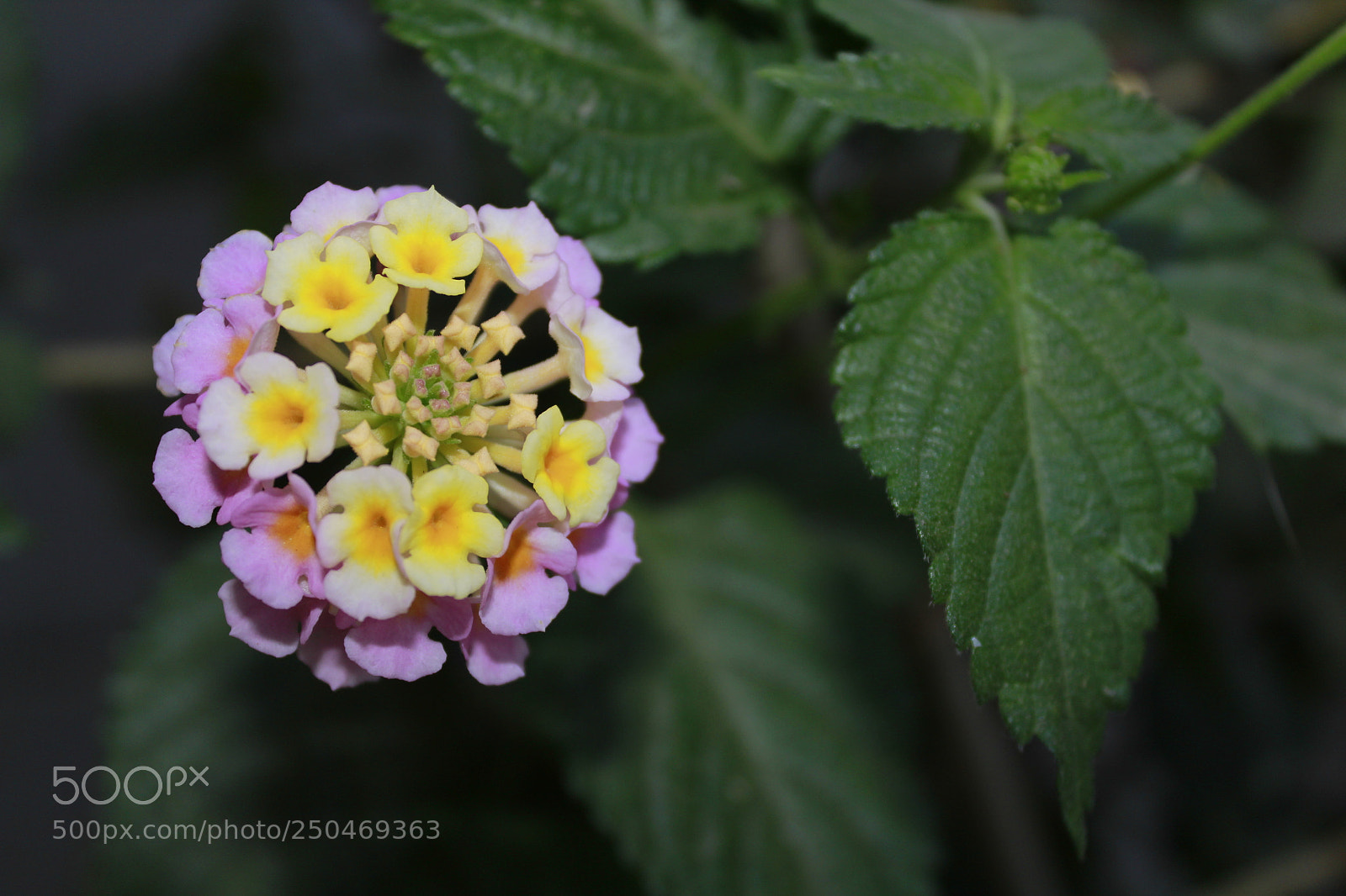 Canon EOS 1300D (EOS Rebel T6 / EOS Kiss X80) sample photo. Bolita photography