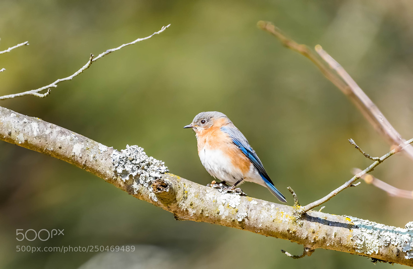 Nikon D500 sample photo. Blue bird, female photography