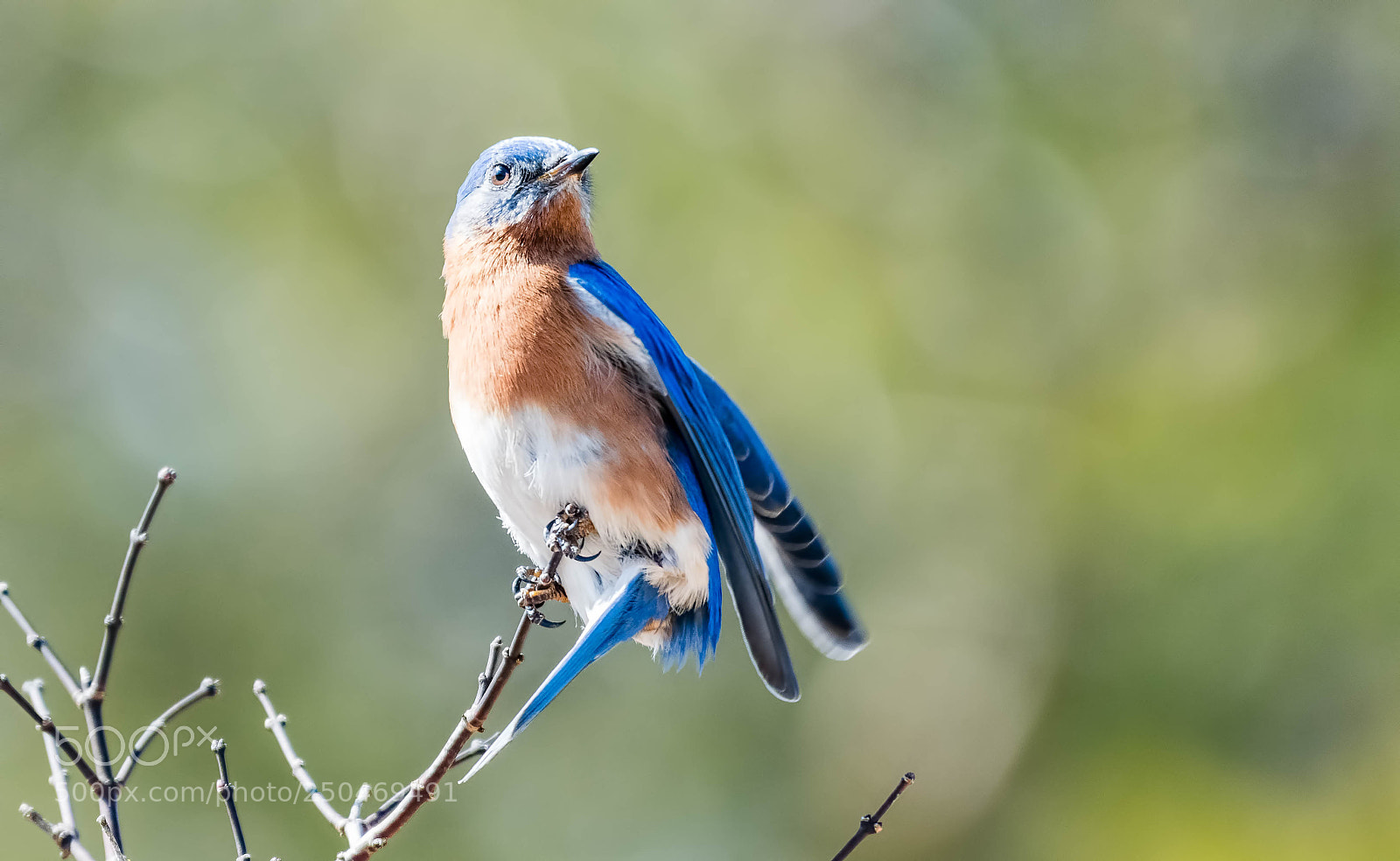 Nikon D500 sample photo. Just landed on tree photography