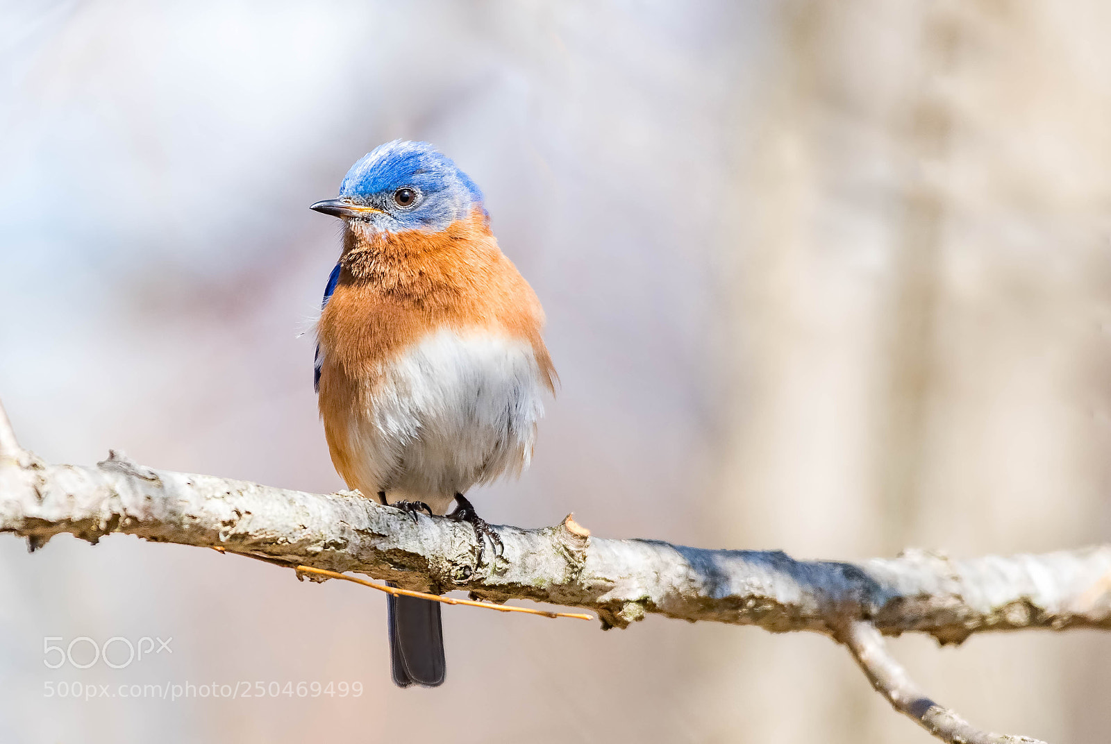 Nikon D500 sample photo. Blue bird, male photography