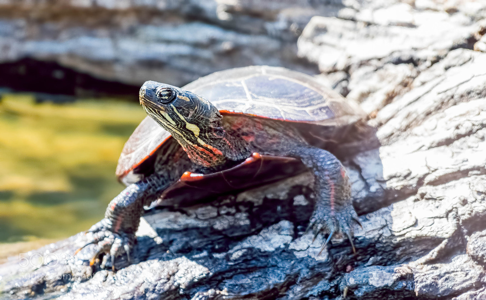 Nikon D500 sample photo. Lazy turtle photography