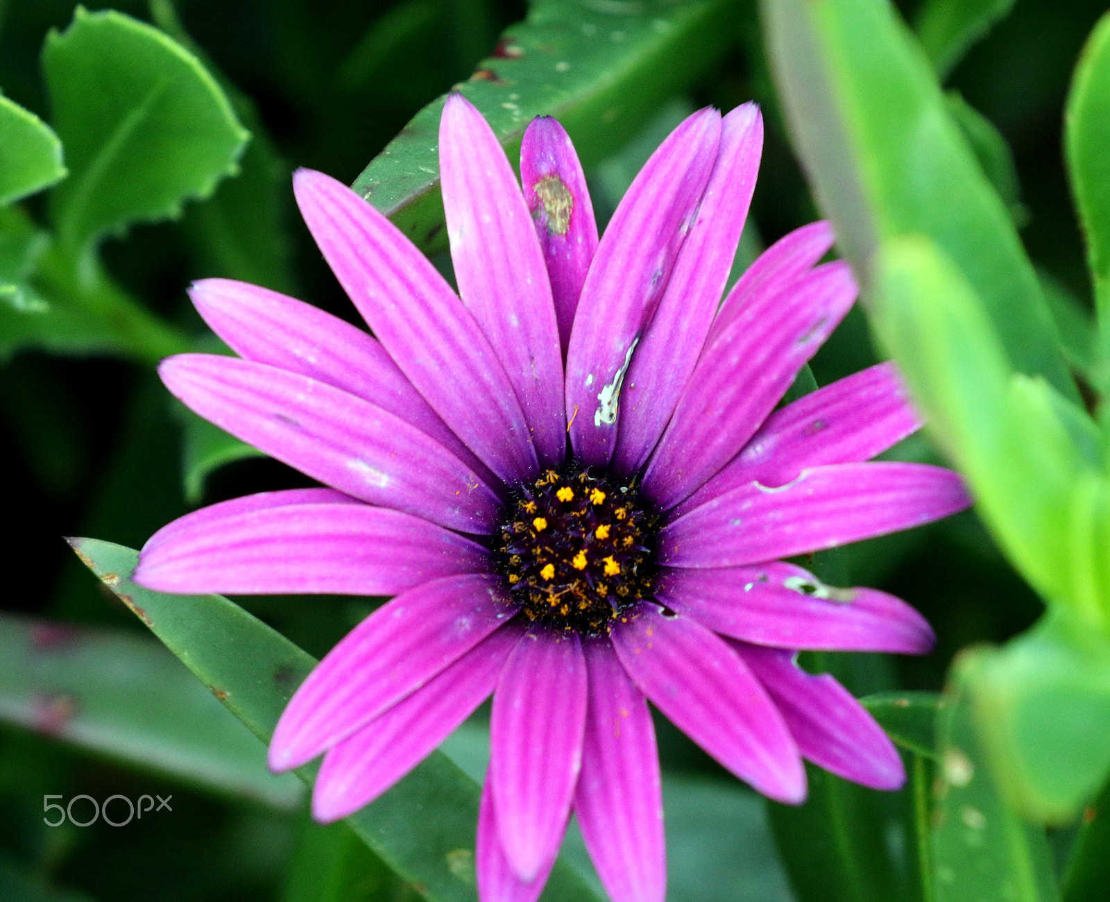 Canon EOS 7D Mark II sample photo. Pink/rose photography