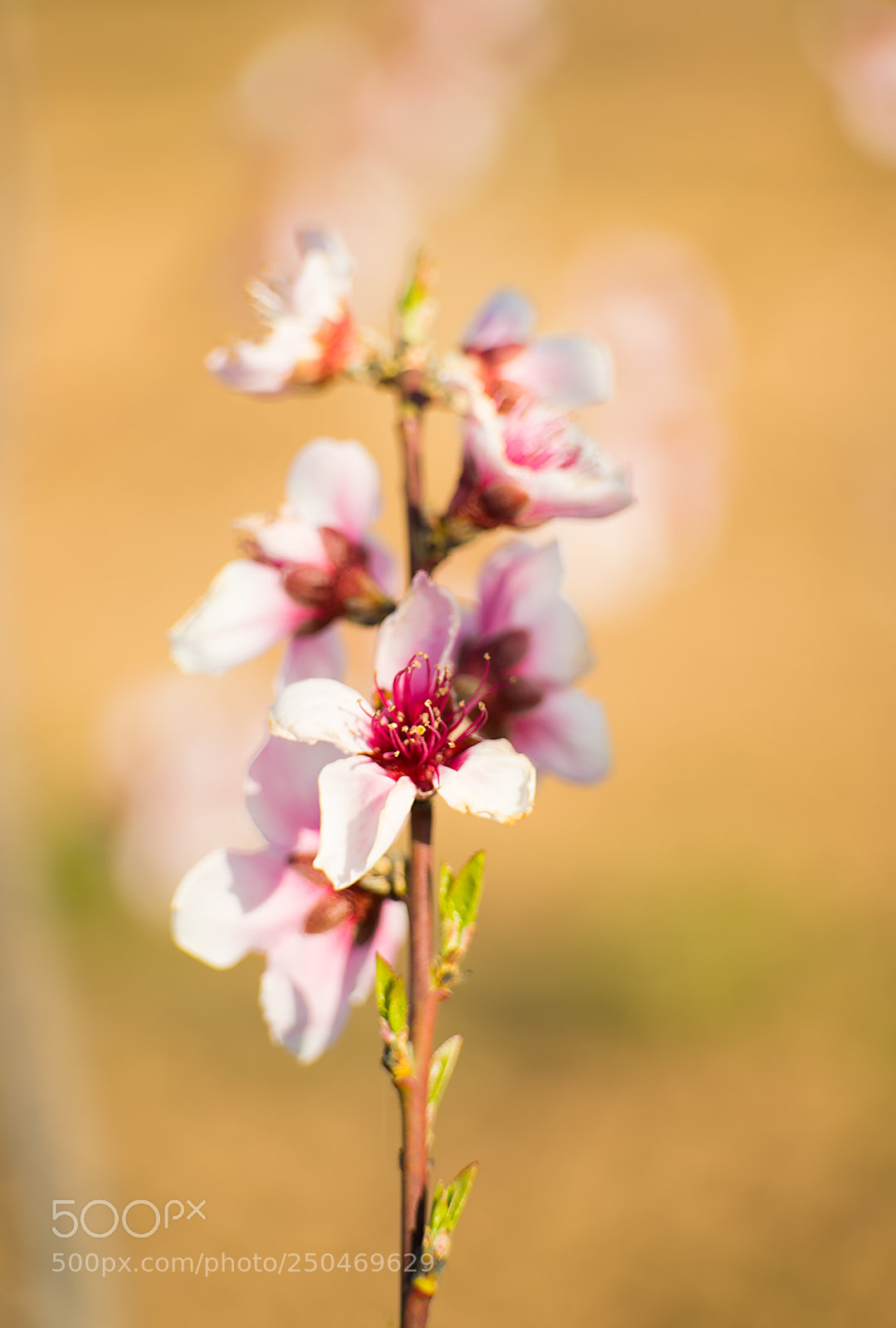 Nikon D610 sample photo. Flor photography