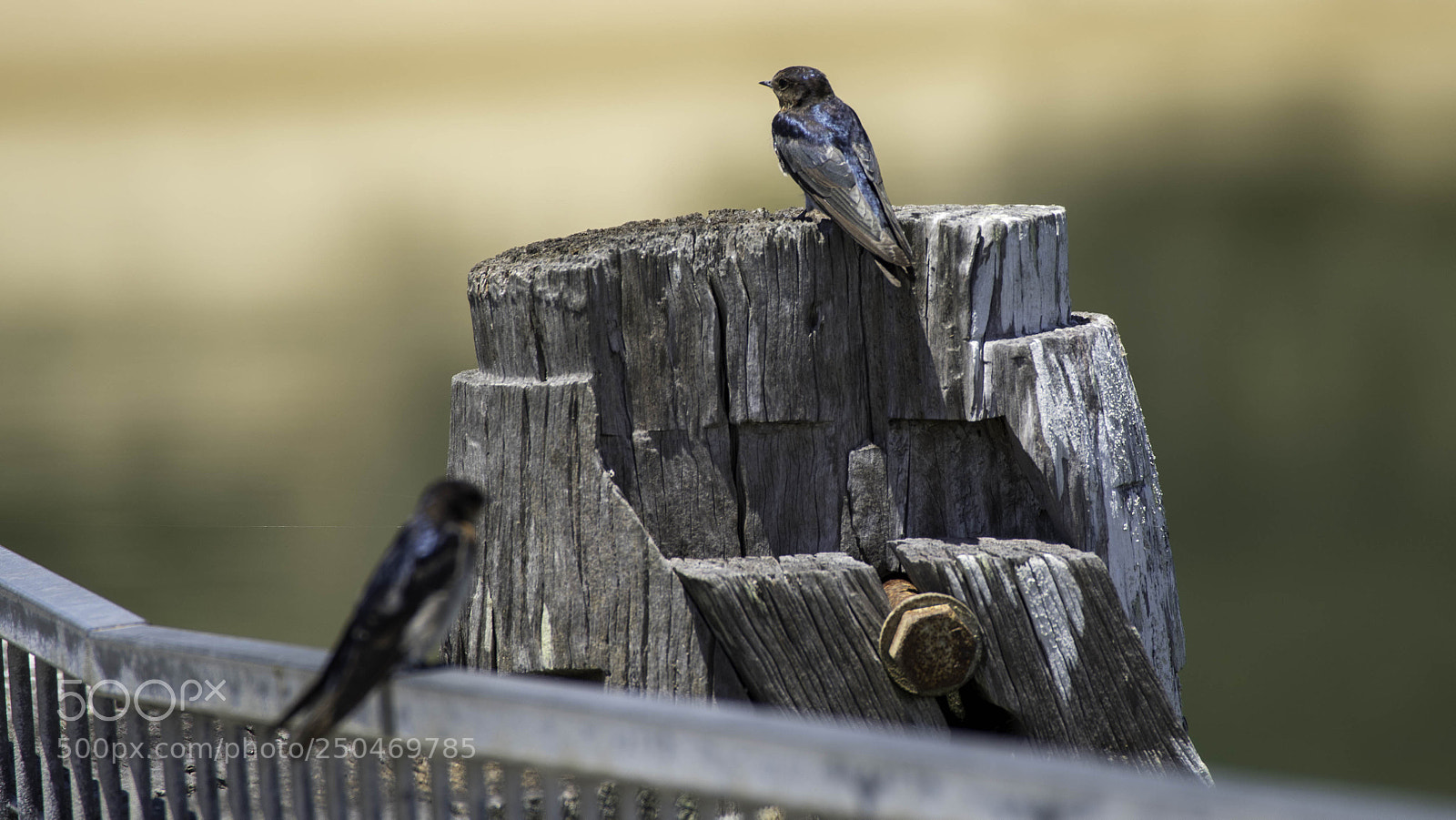 Pentax K-1 sample photo. Two welcome swallows photography