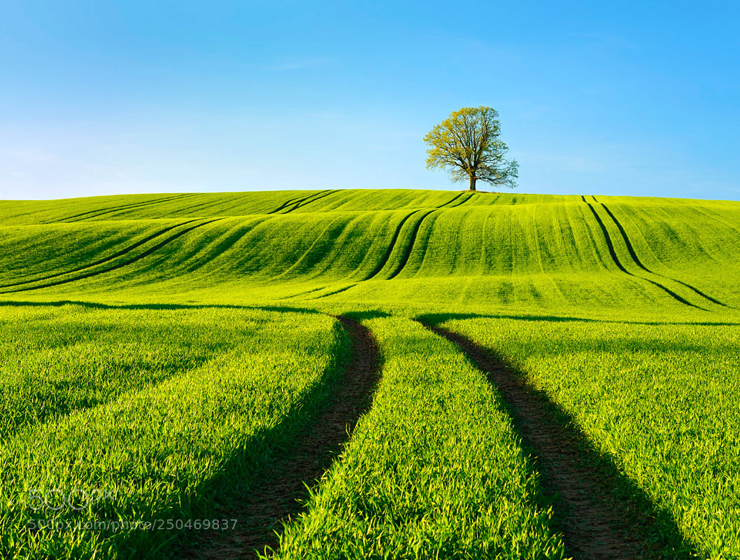 Nikon D800 sample photo. Just a tree photography