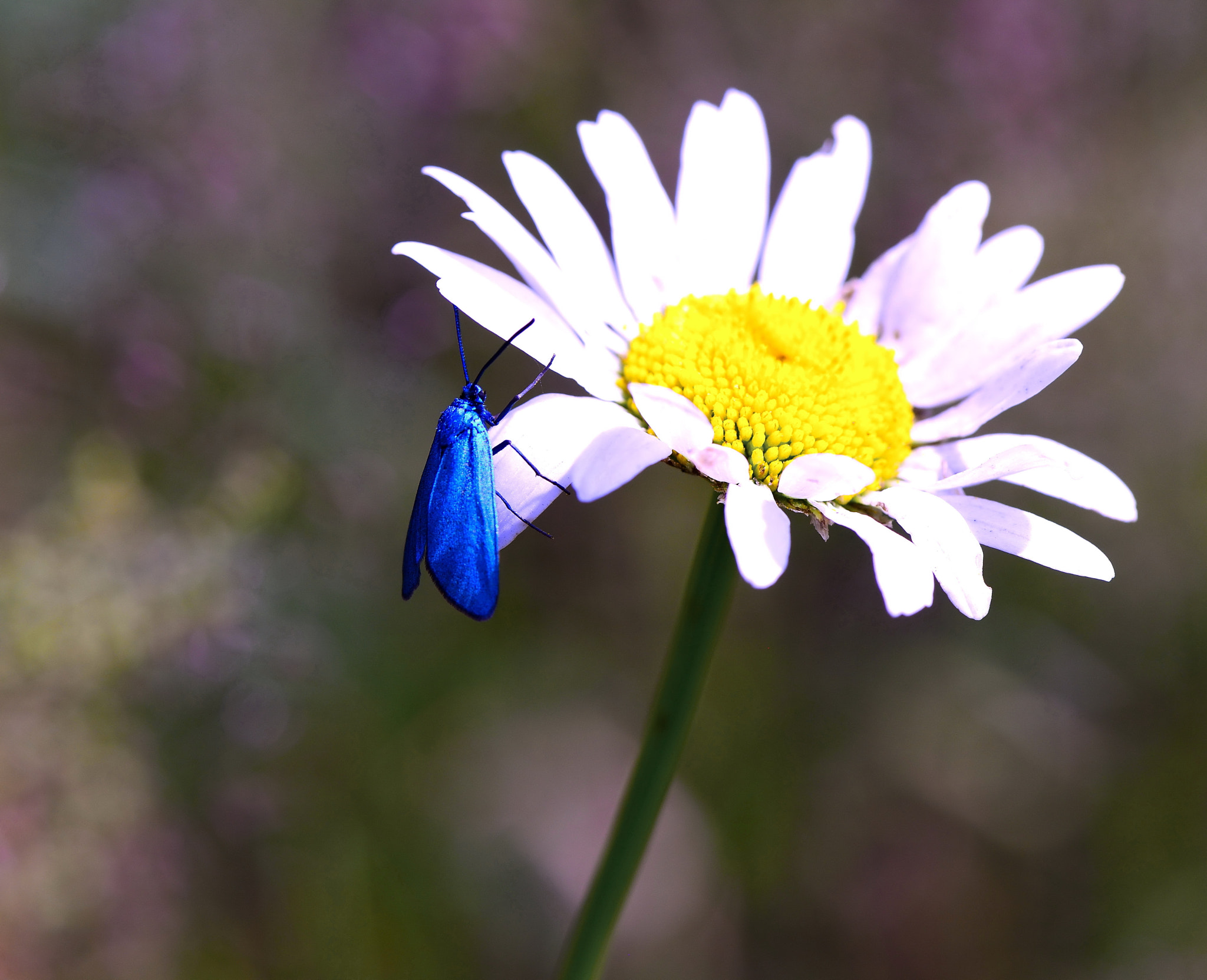 Nikon AF-S Micro-Nikkor 105mm F2.8G IF-ED VR sample photo. Adscita statices. photography