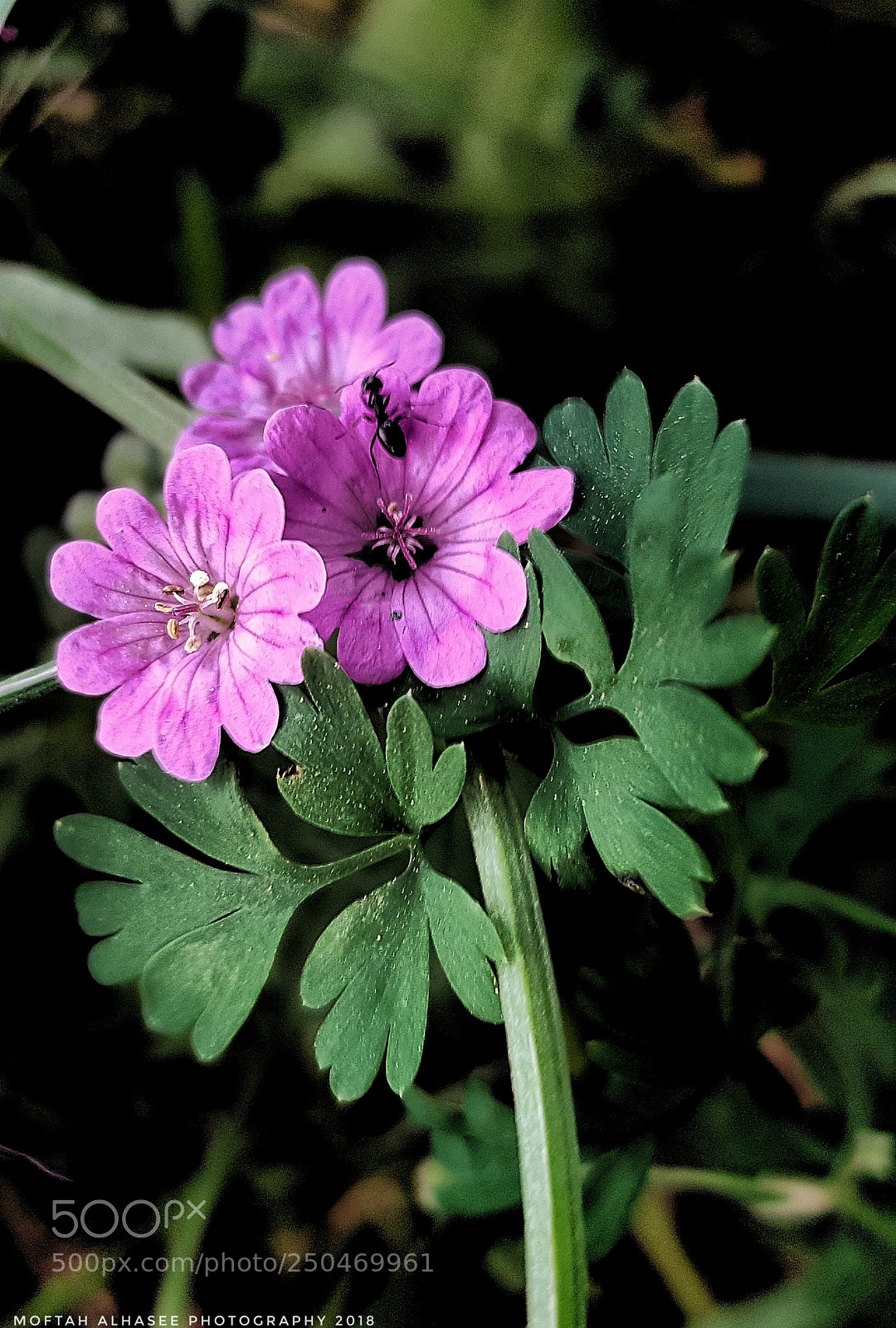 Samsung Galaxy S8+ sample photo. Flowers photography