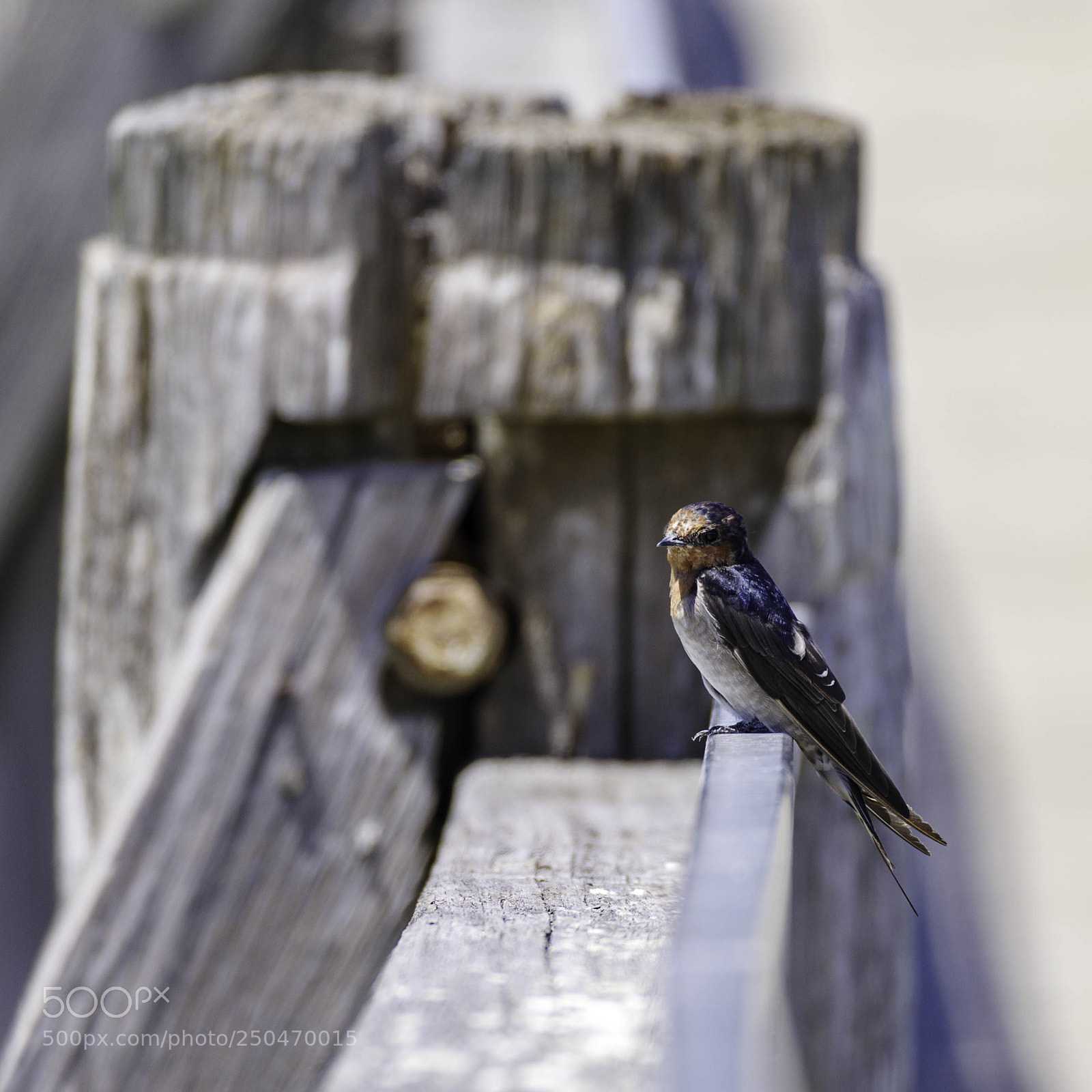 Pentax K-1 sample photo. Welcome swallow photography