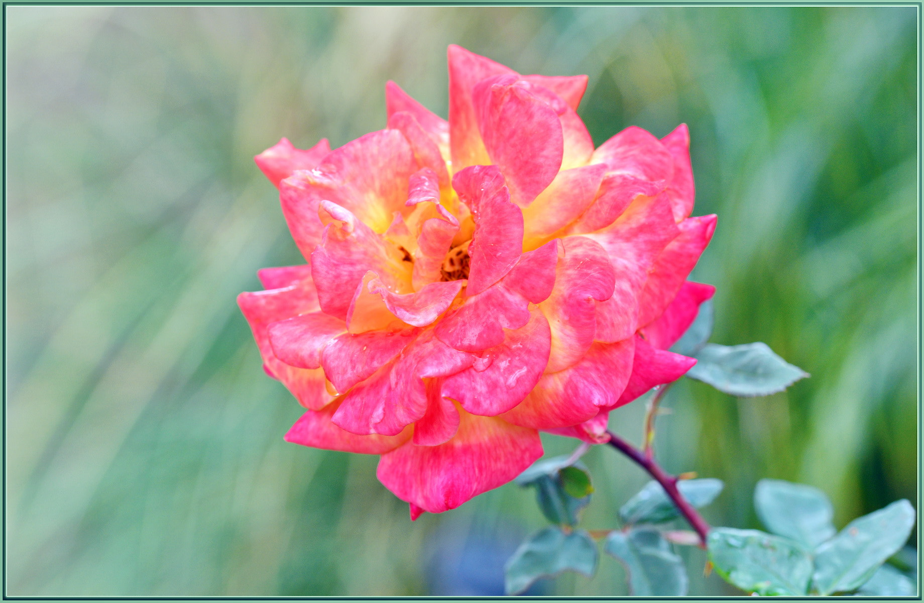 Sigma 105mm F2.8 EX DG OS HSM sample photo. Spring rose with actual rain drops photography