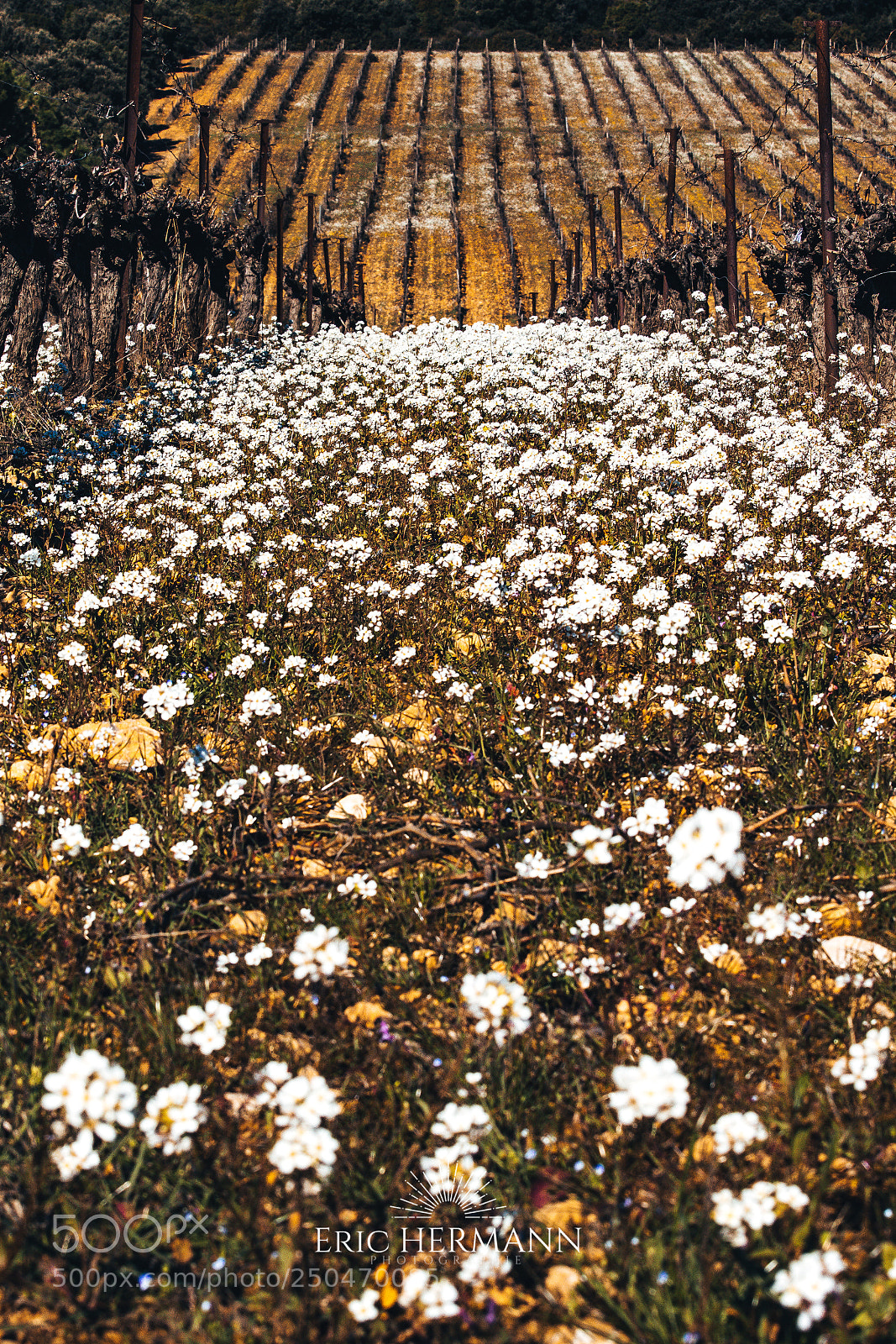Canon EOS 7D Mark II sample photo. Les vignes s' veillent photography