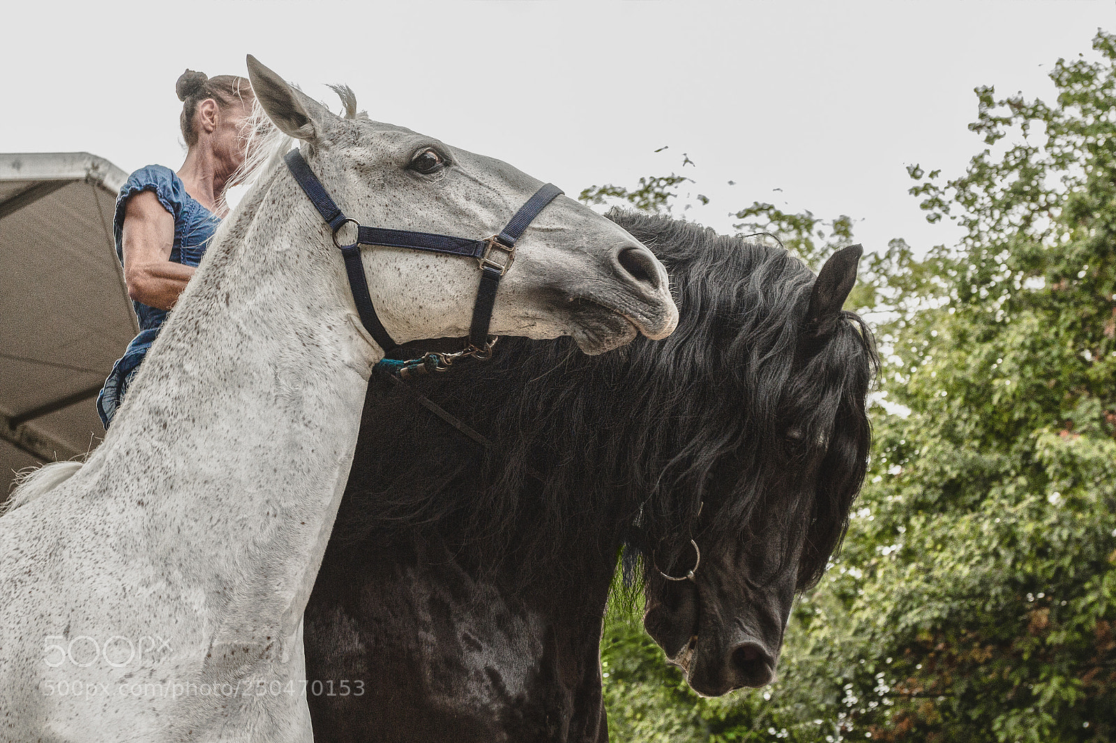 Canon EOS 7D sample photo. Cheval chevaux photography