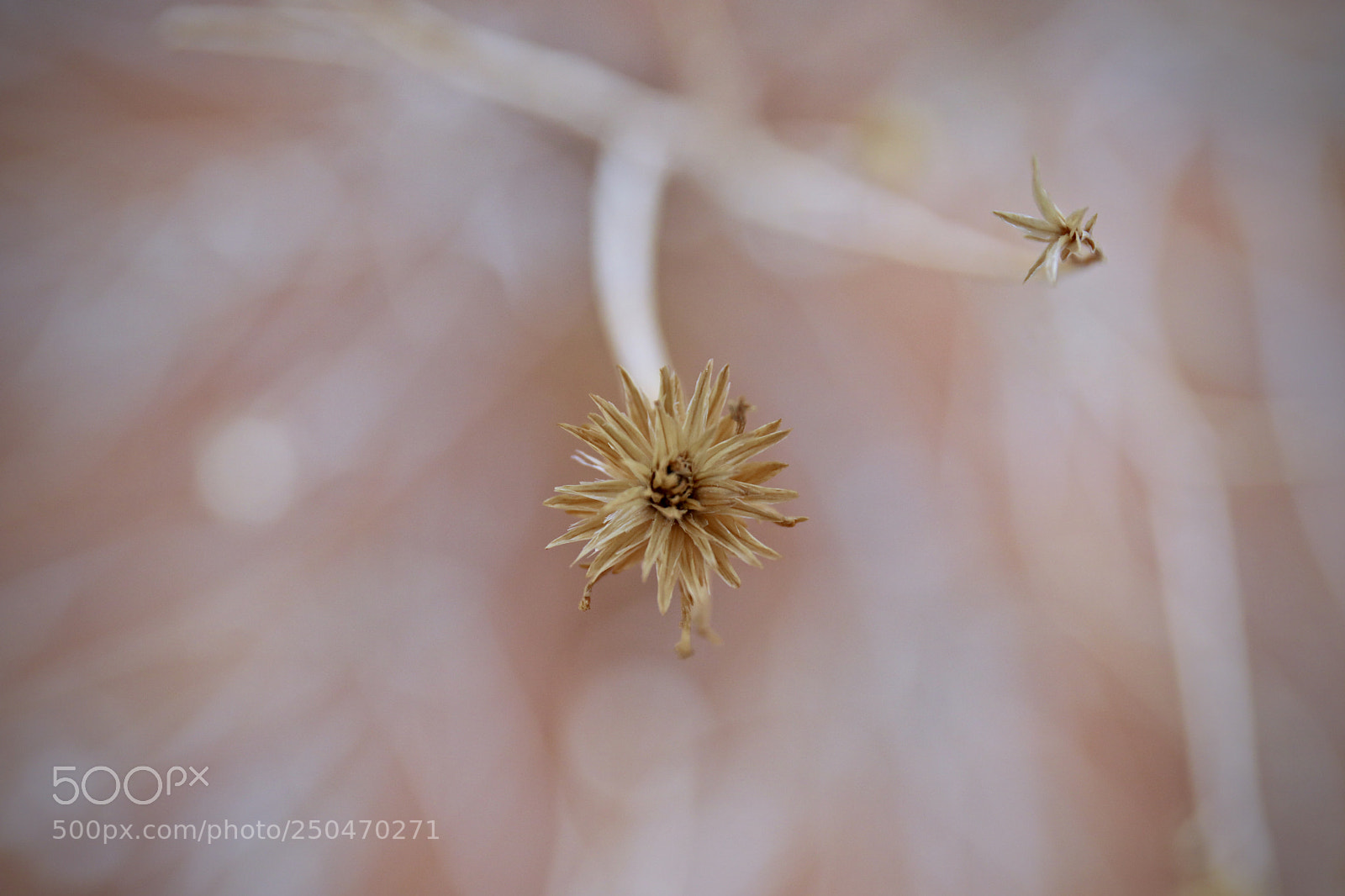 Canon EOS 5D Mark IV sample photo. Delicate photography
