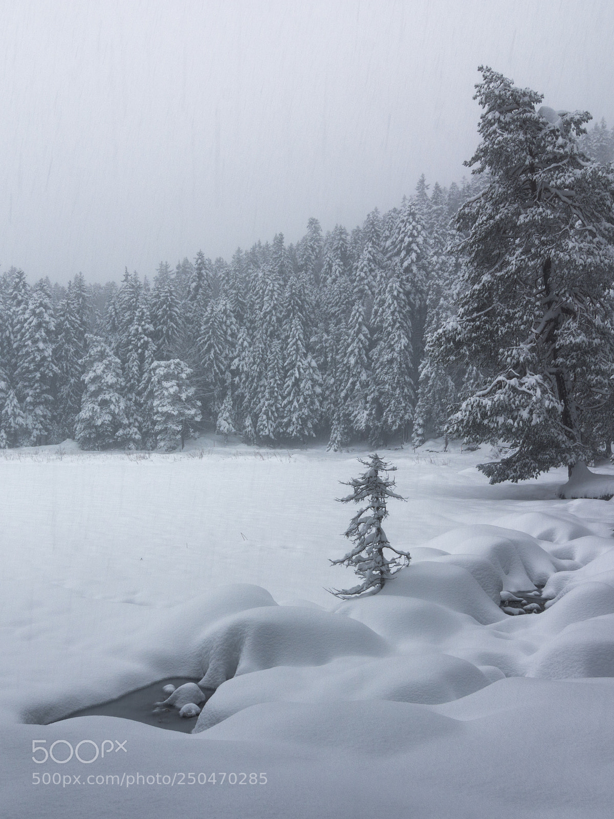 Nikon D7100 sample photo. Snowy day photography